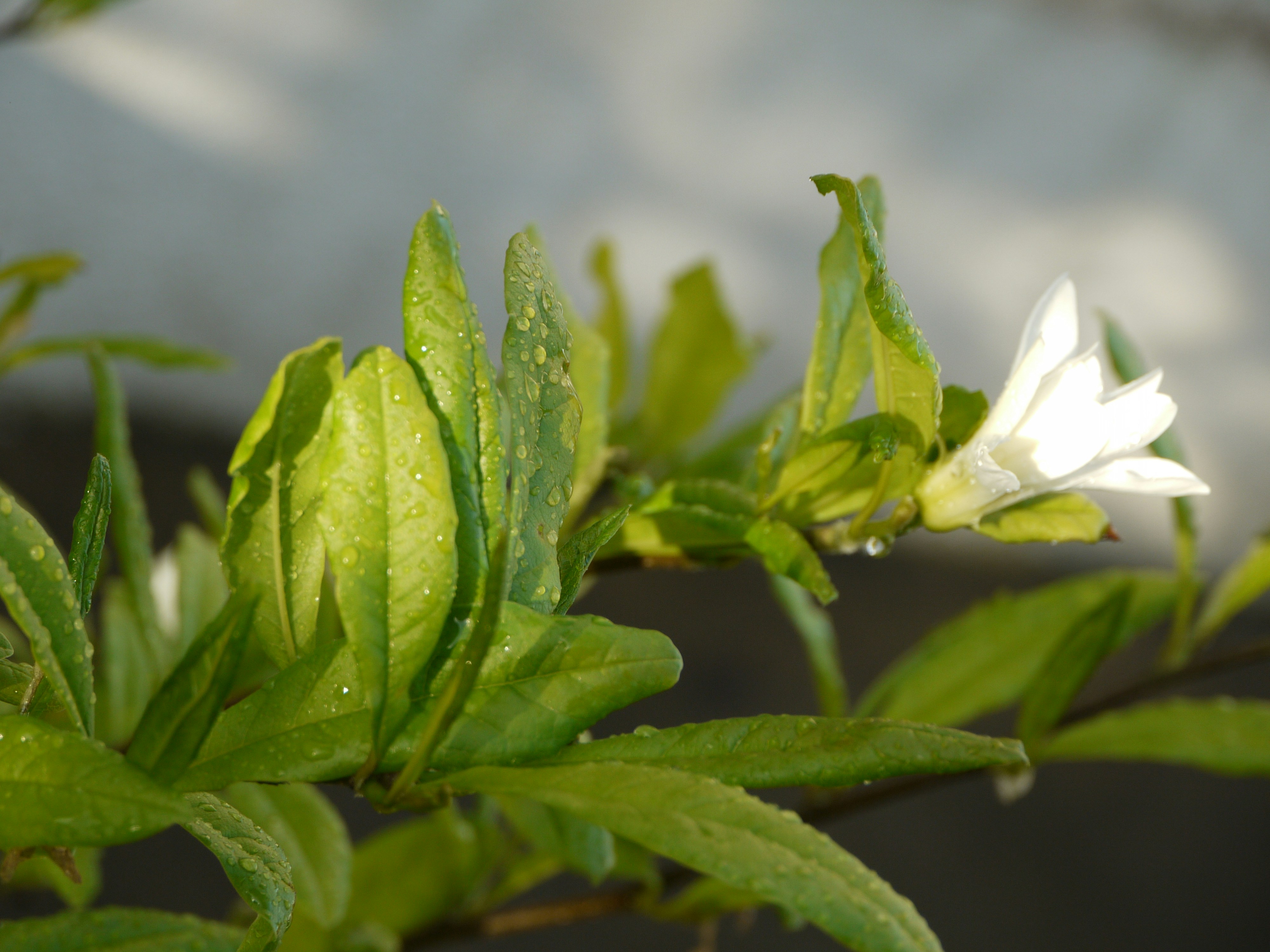 Green leaves and a small white flower blooming.