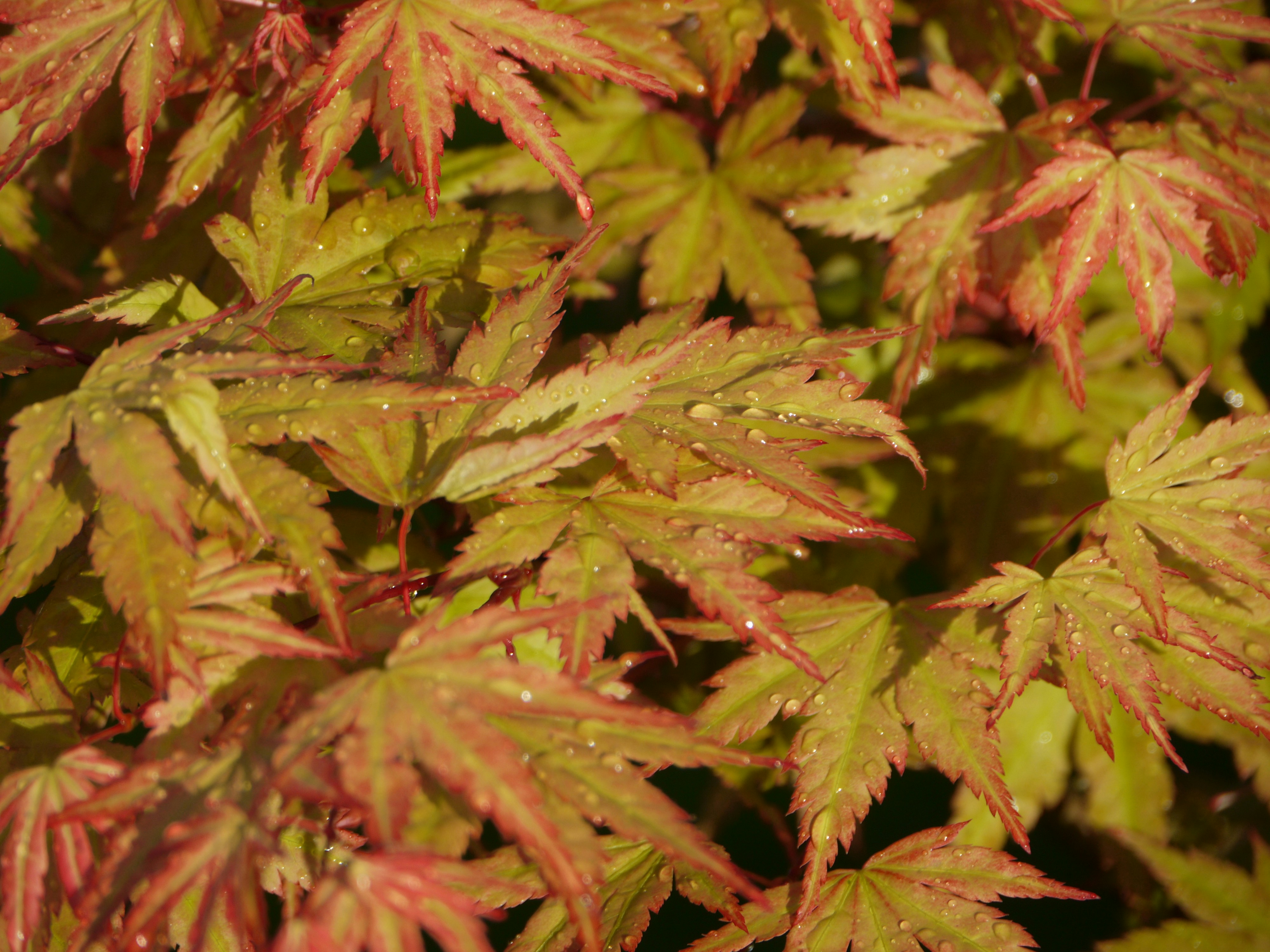 Close-up of wet japanese maple leaves in sunlight