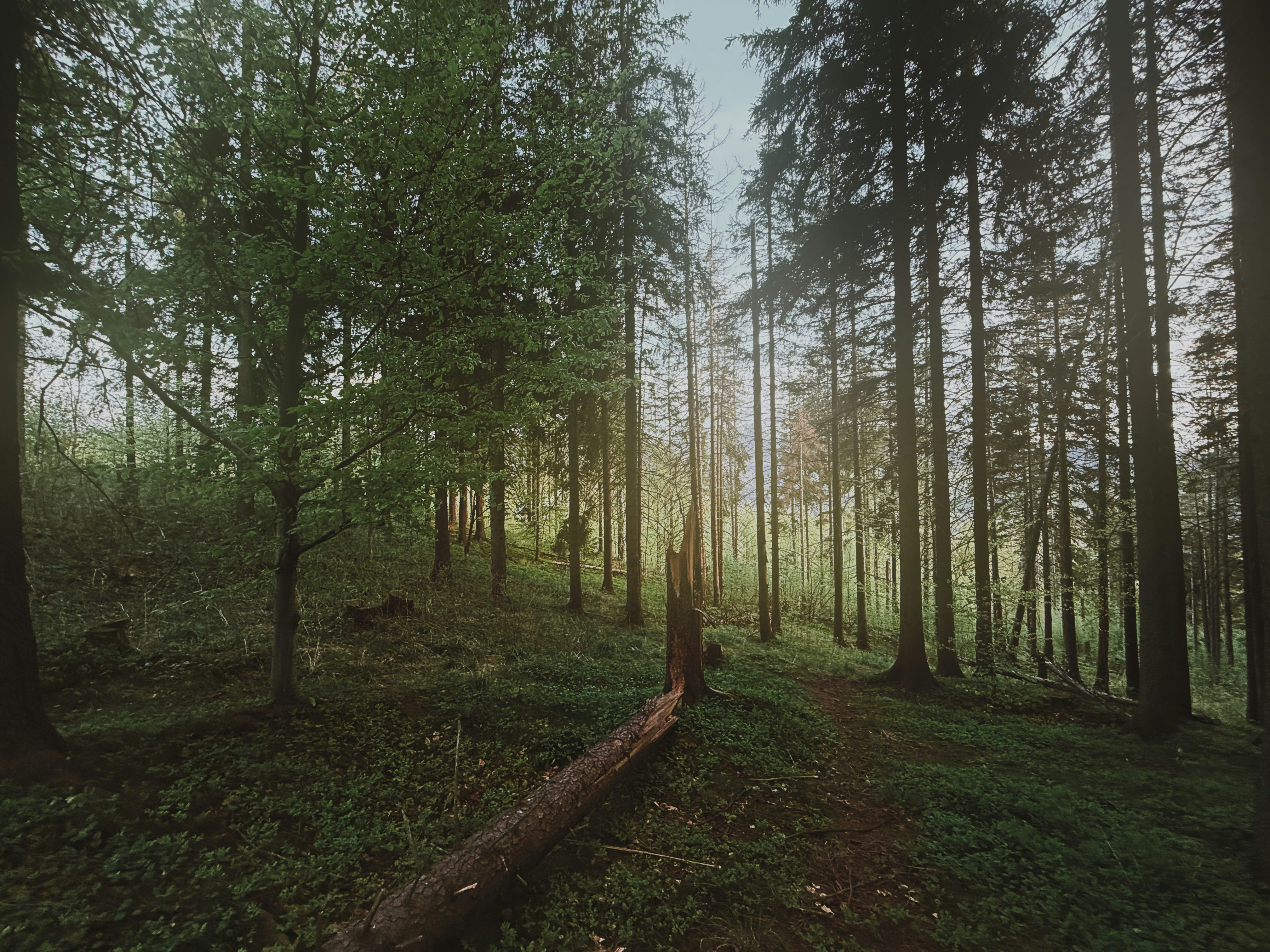 Sinar matahari mengalir melalui hutan hijau yang lebat.