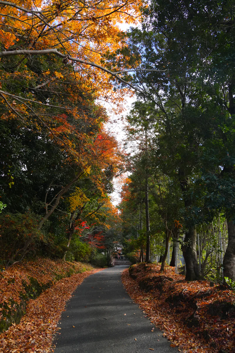 紅葉の石鎚山系トレッキング