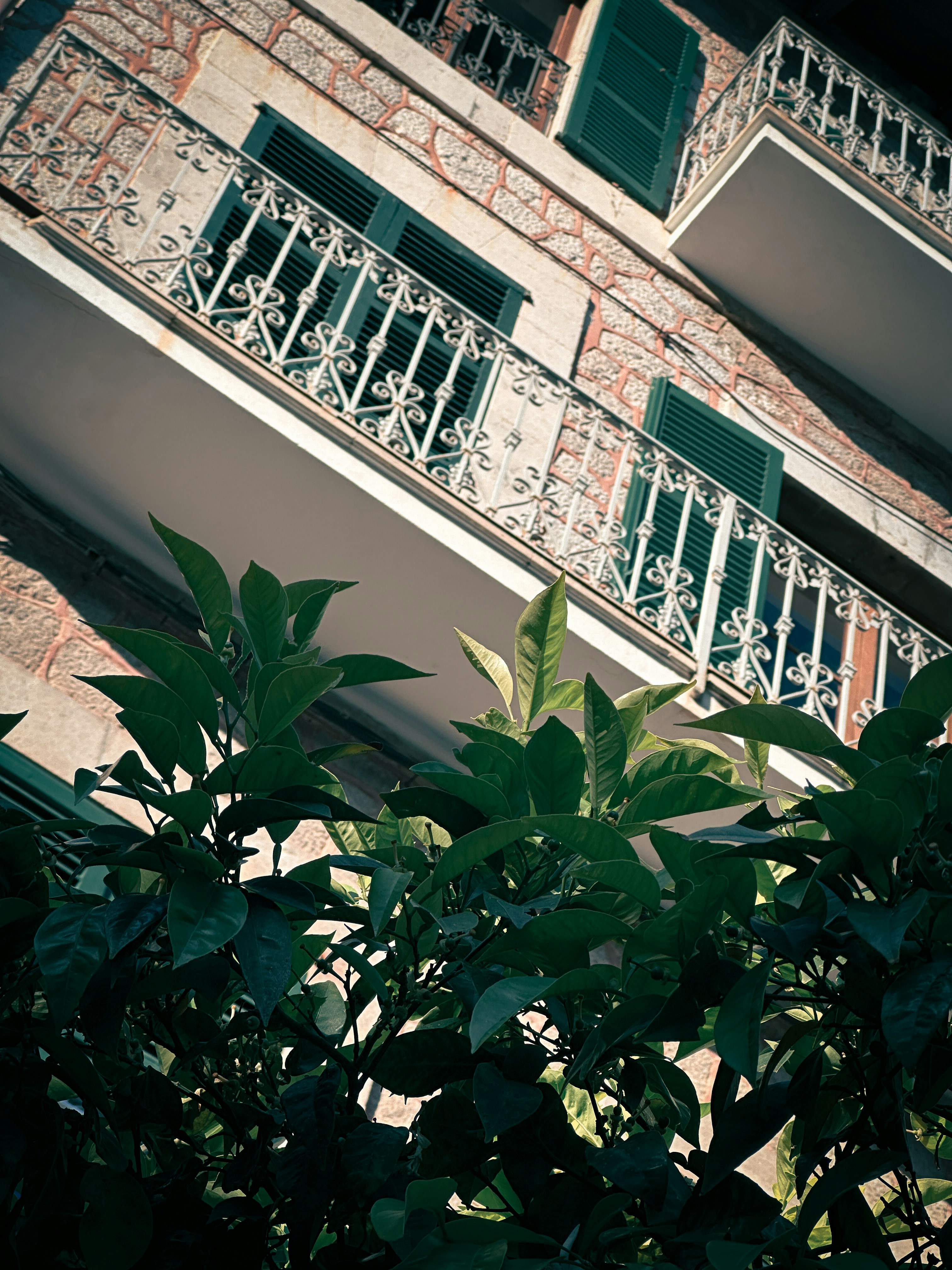 Green leaves in front of a building with balconies.