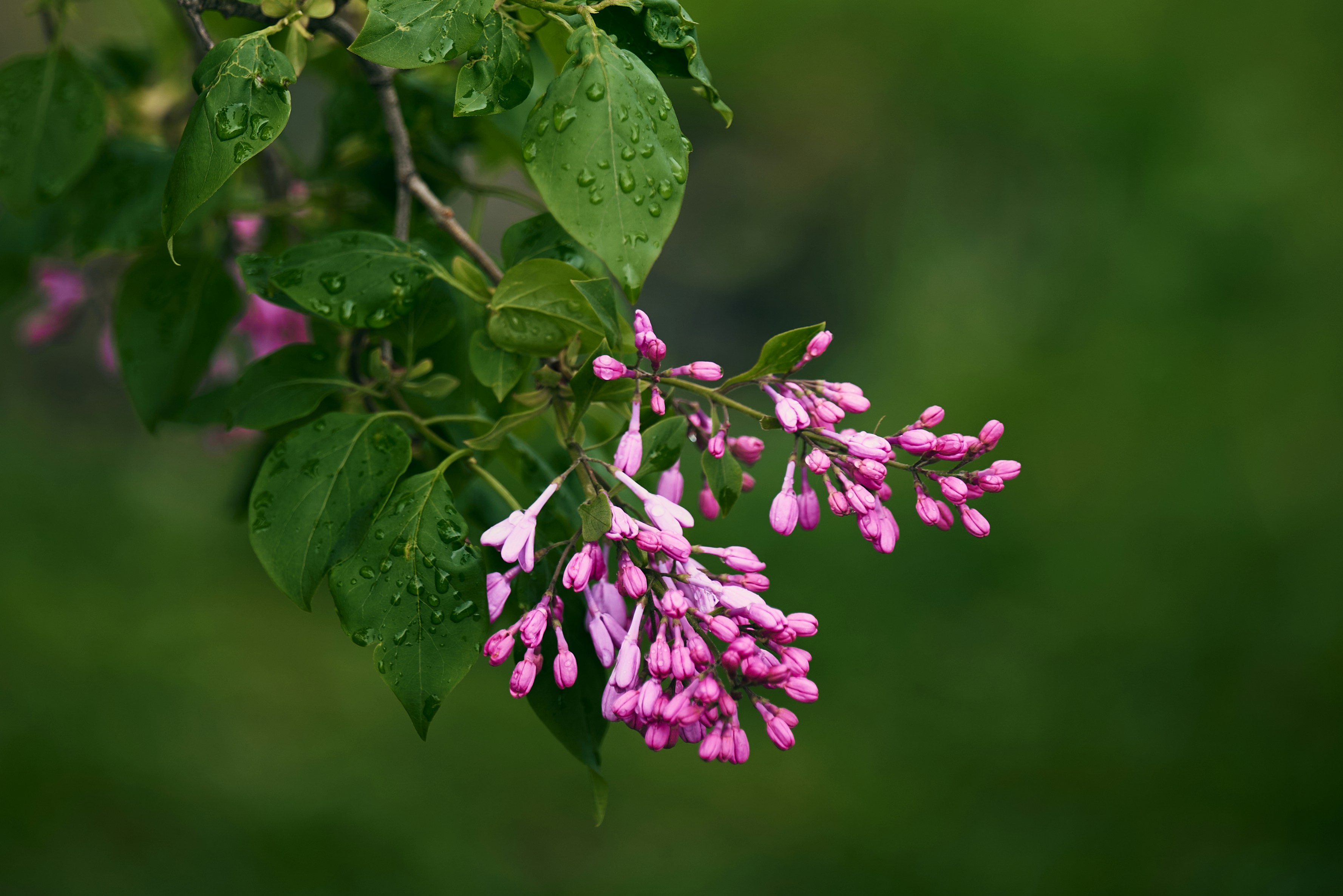 Botões de lilás rosa em um galho com gotículas d'água.