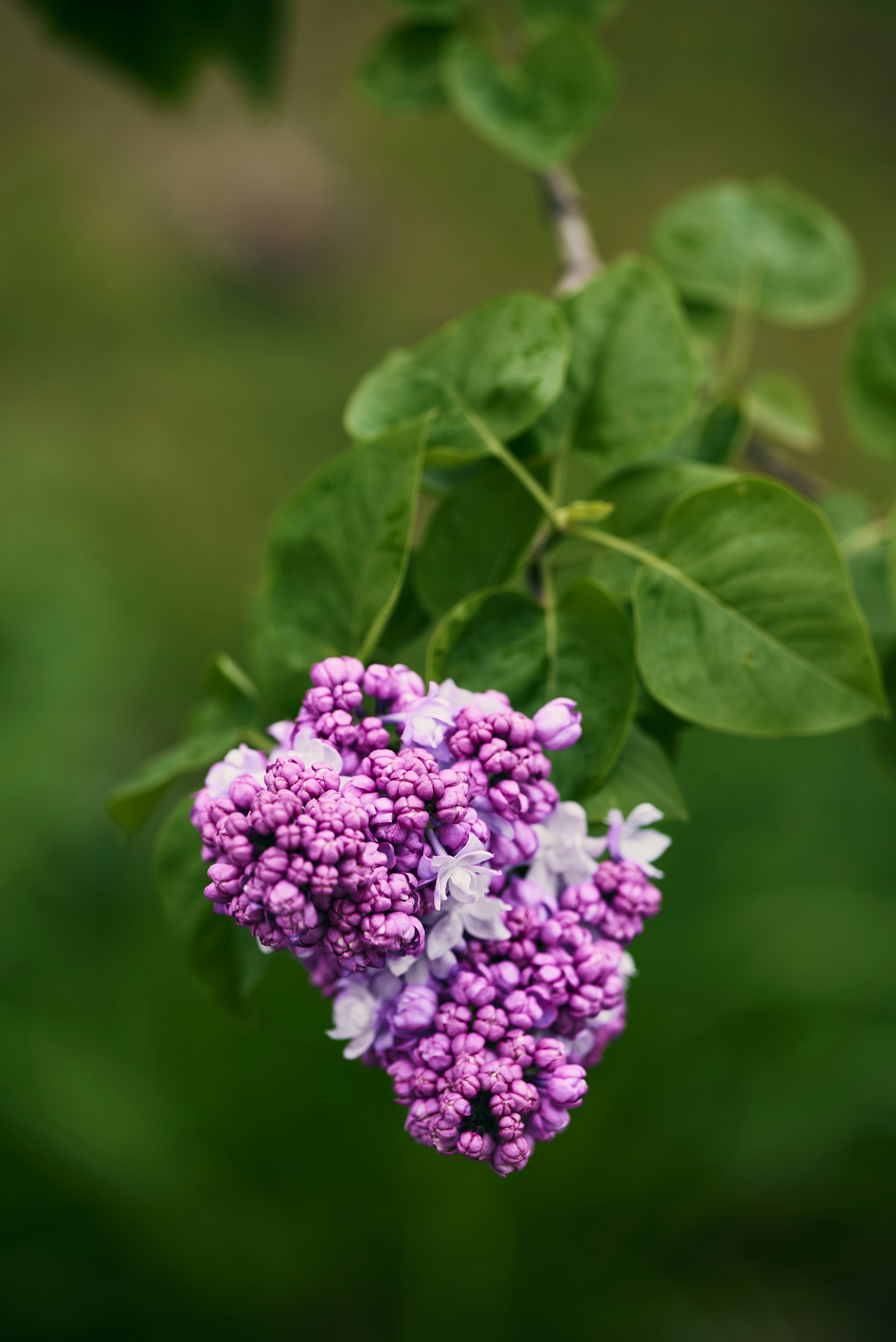 Um cacho de flores lilás roxas com folhas verdes