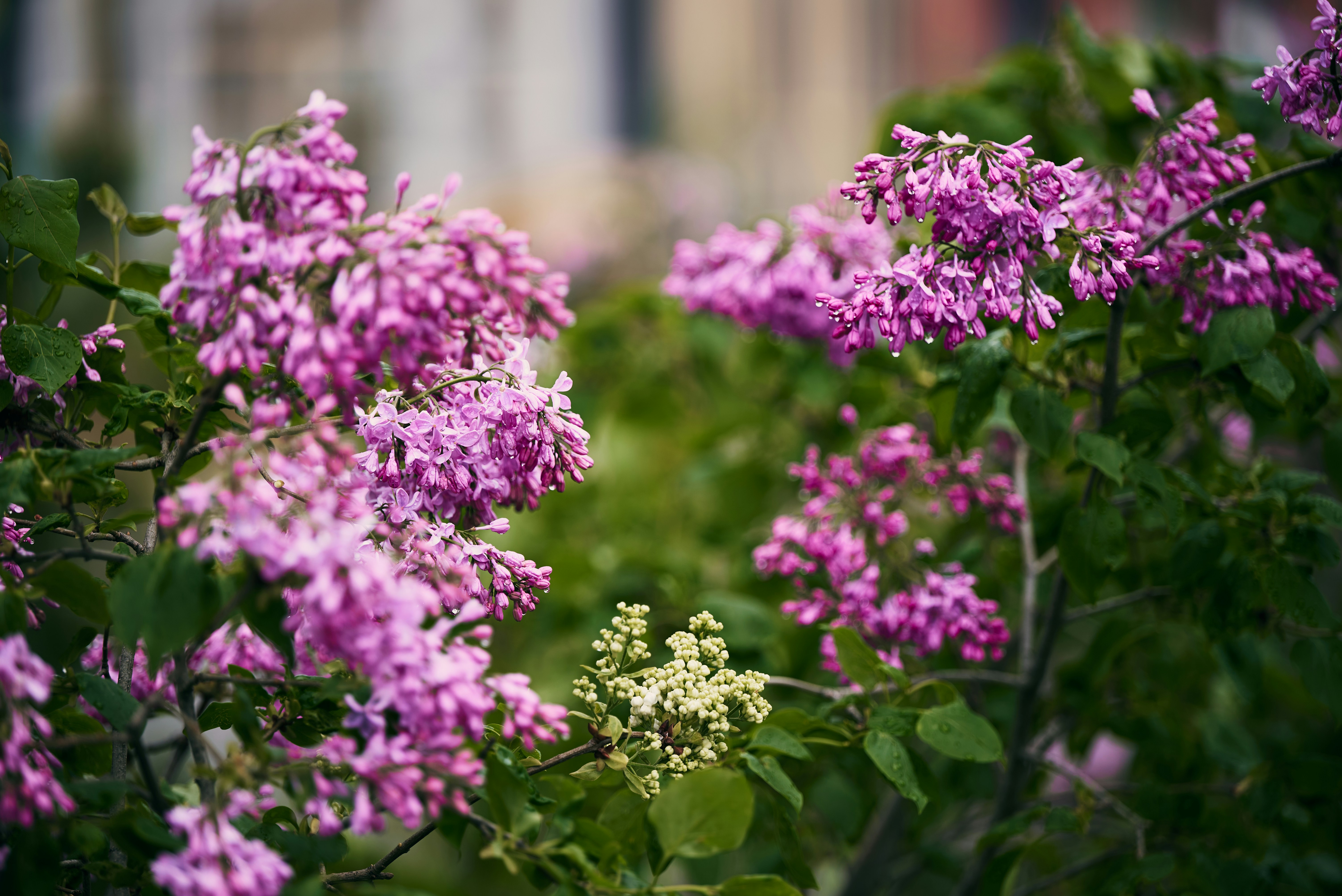 Cachos de delicadas flores roxas florescem nos galhos.