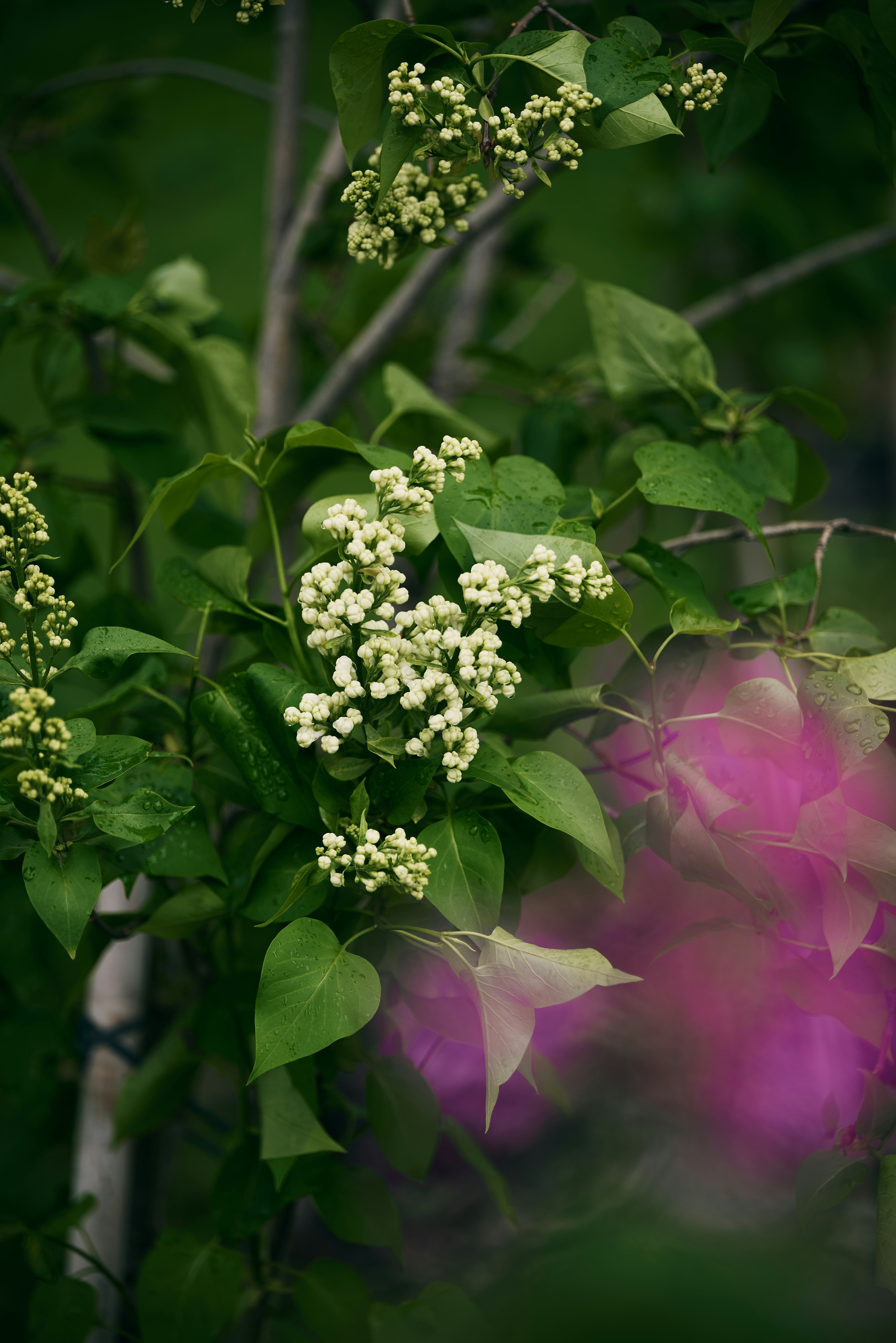 Flores de lilás branco em um arbusto verde