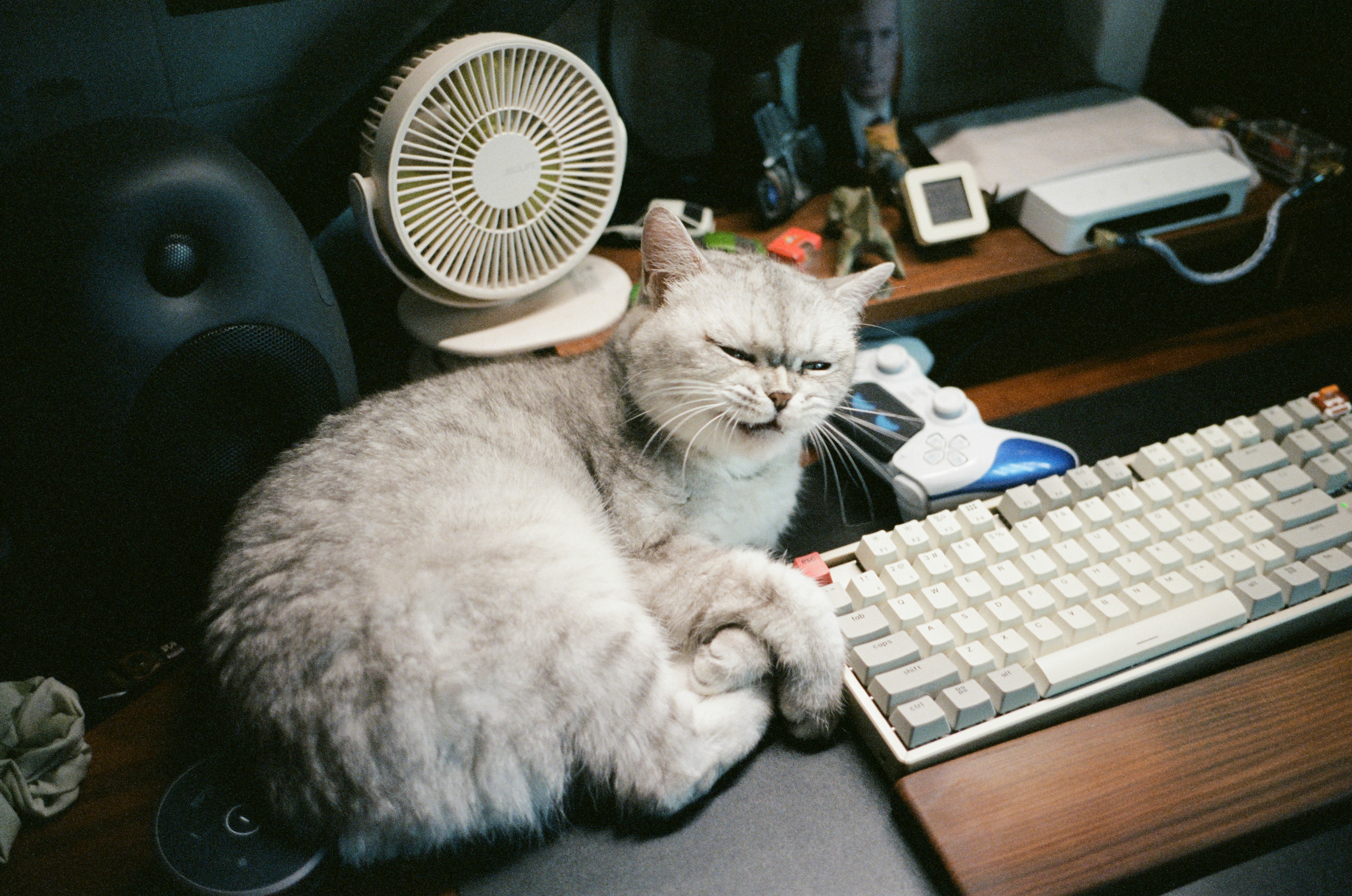 A fluffy cat rests by a computer keyboard.