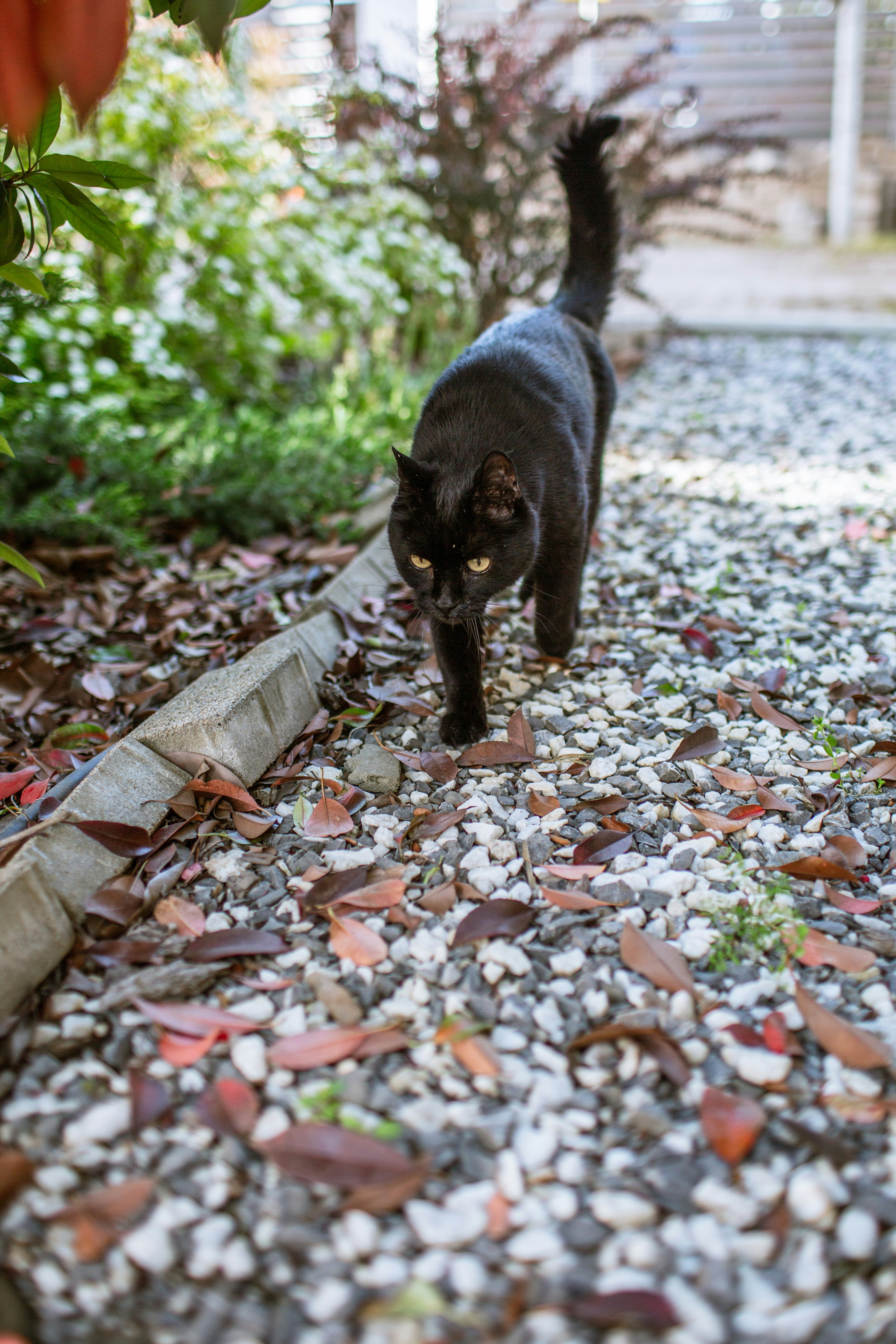 A black cat walks on a gravel path