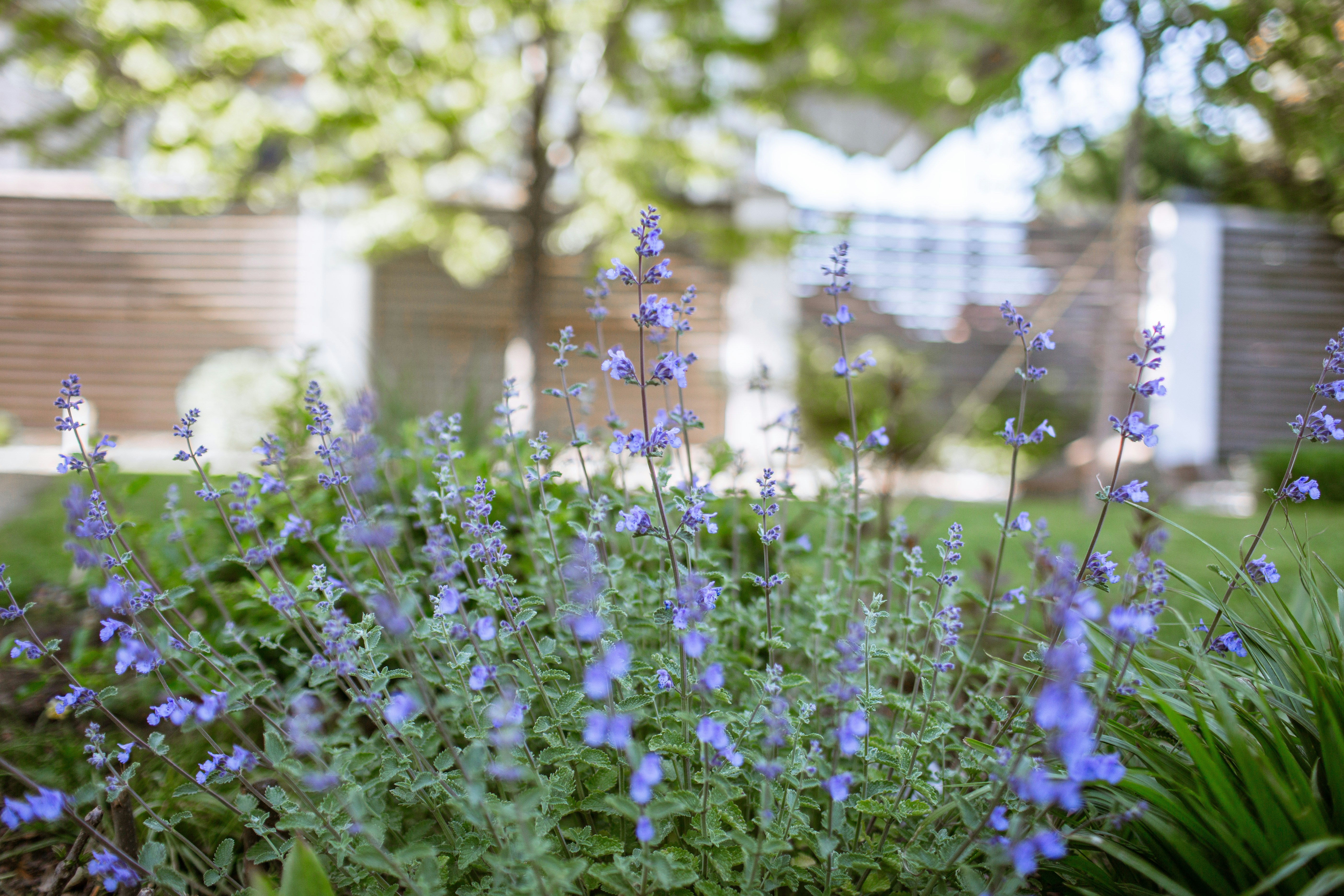Pequeñas flores moradas florecen en un jardín