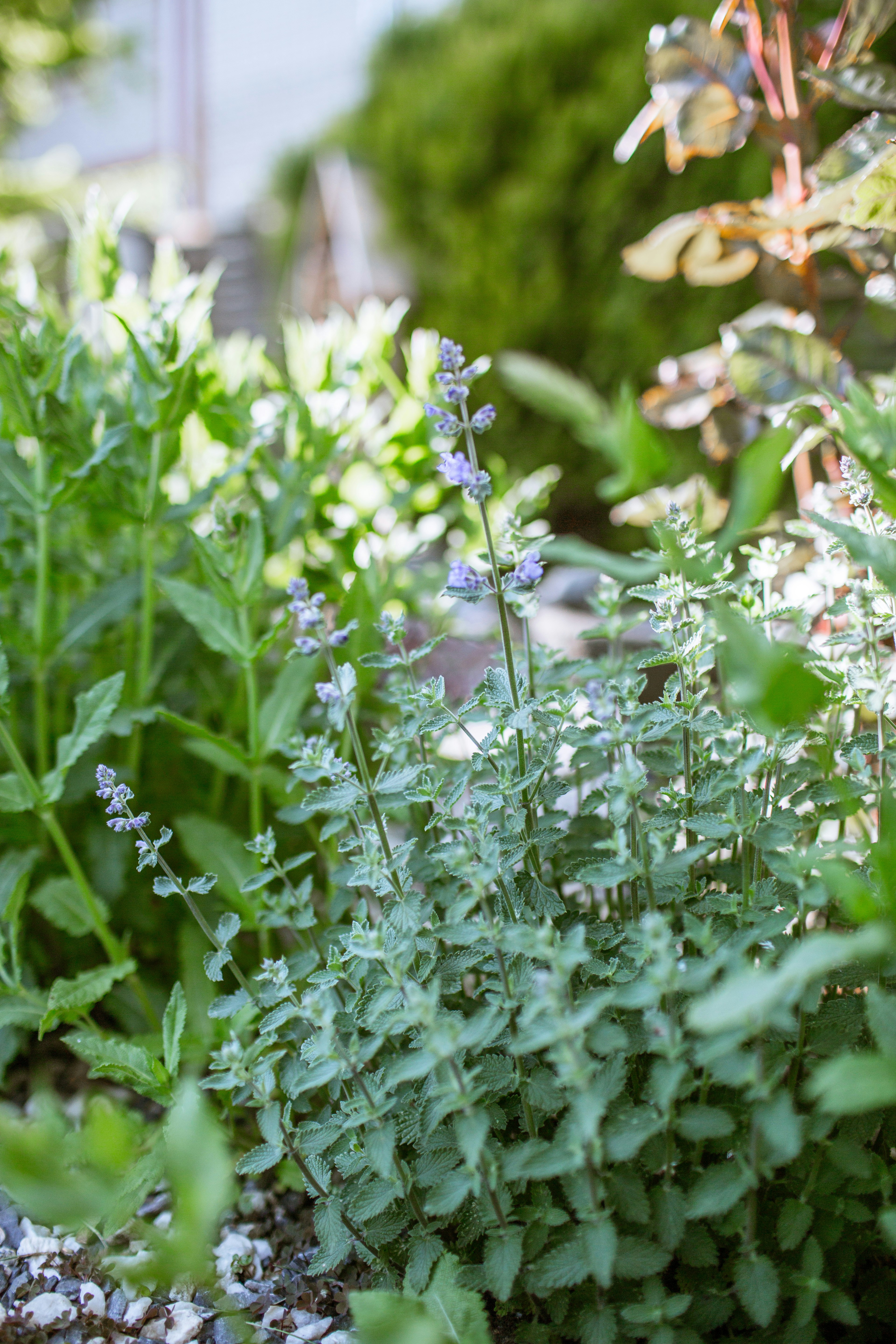 Thriving heat-tolerant herb plants including thyme, oregano, and basil growing in small containers during hot summer weather