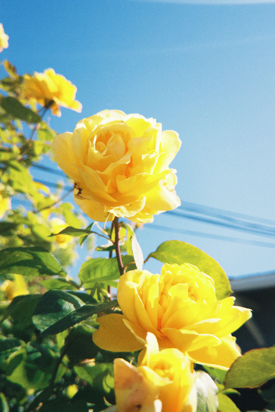 Fresh yellow roses