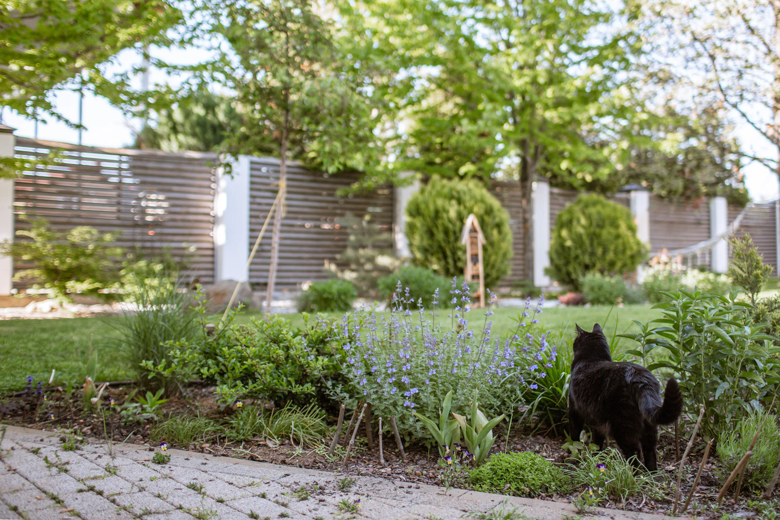 A black cat walks through a lush garden.