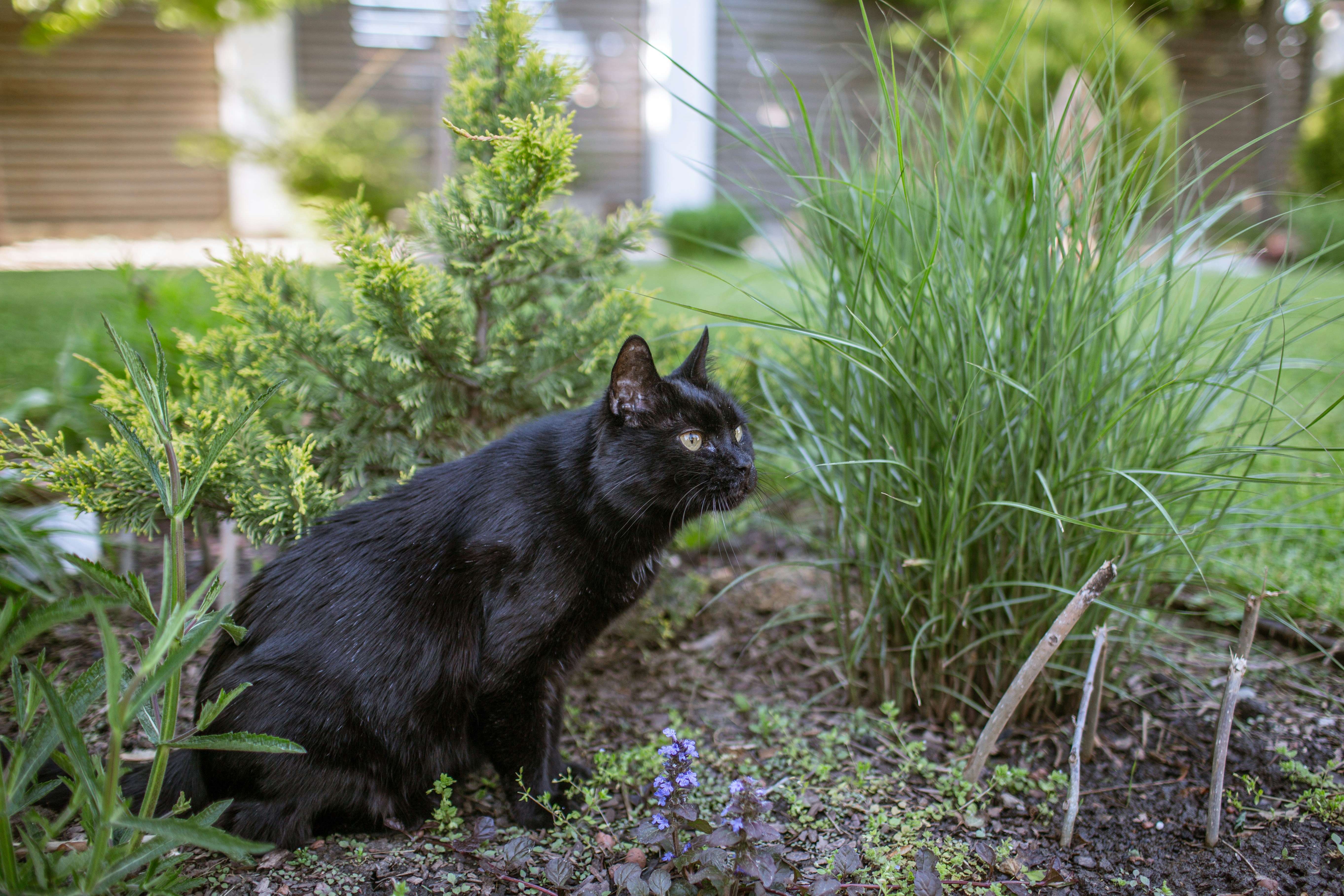 Un gato negro está sentado en un jardín entre plantas.