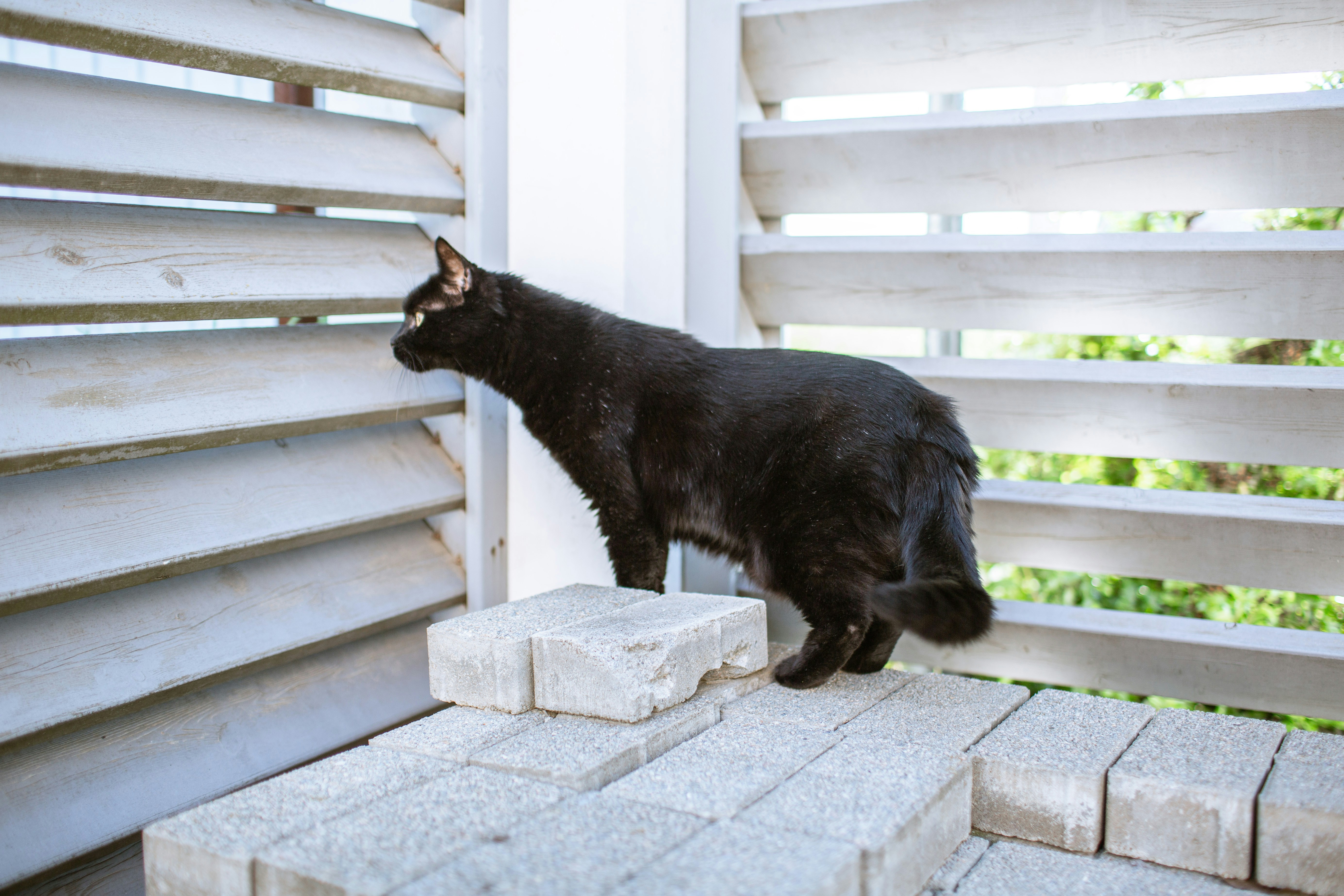 Un gato negro está de pie sobre ladrillos junto a las persianas.