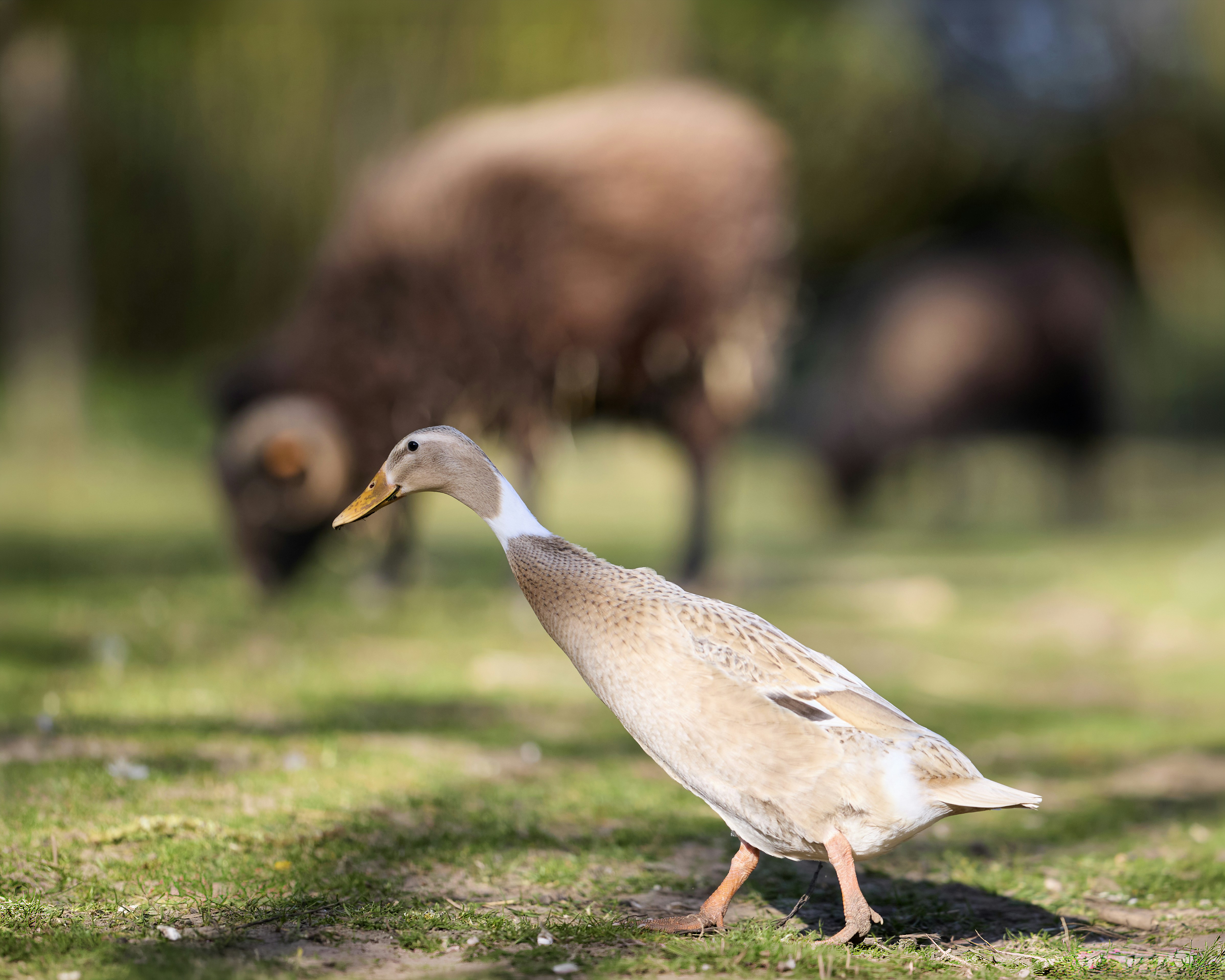 Eine Ente läuft auf einem grasbewachsenen Feld mit Schafen dahinter