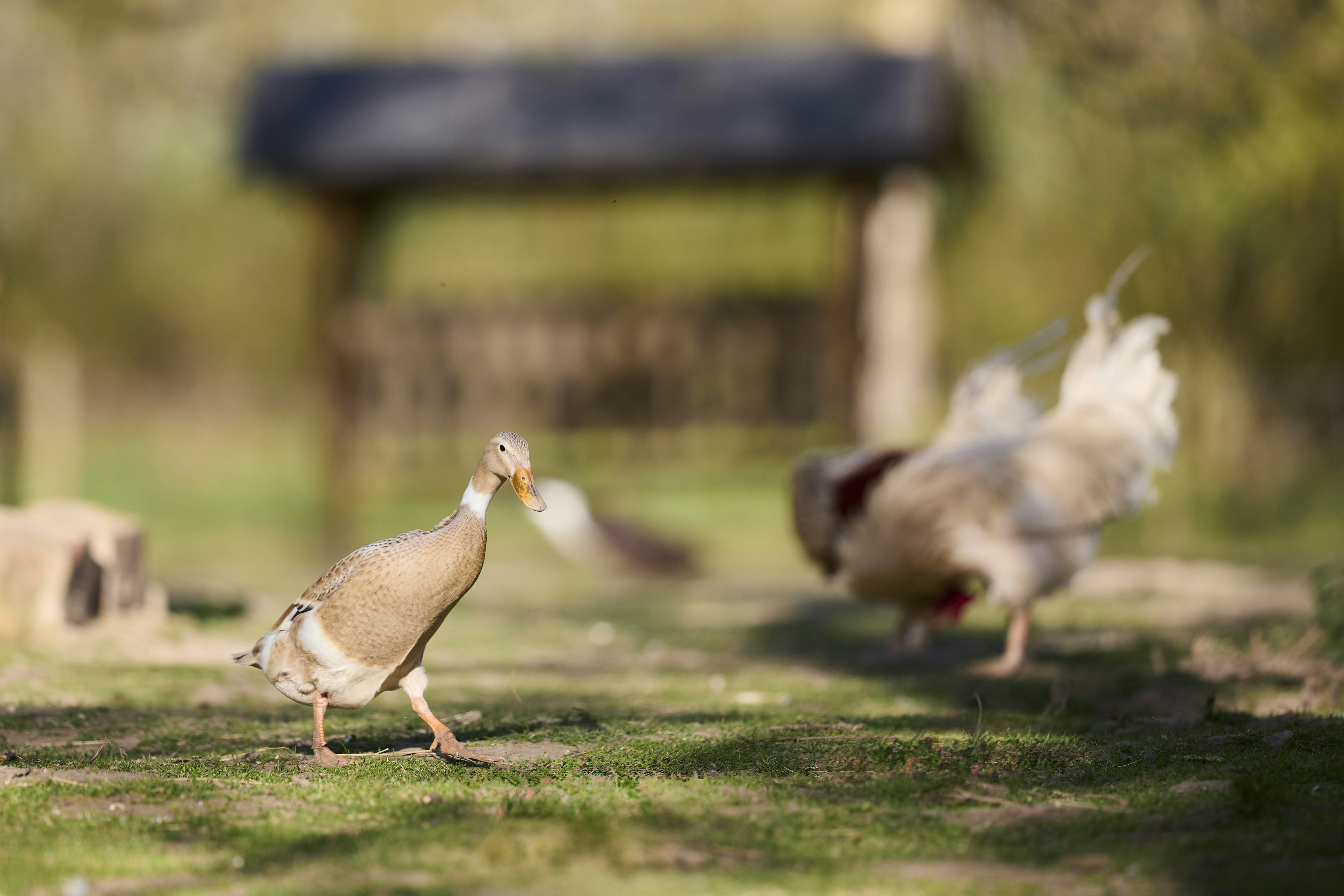 Ein gefleckter Vogel, der auf Gras läuft, mit verschwommenem Huhn im Hintergrund.