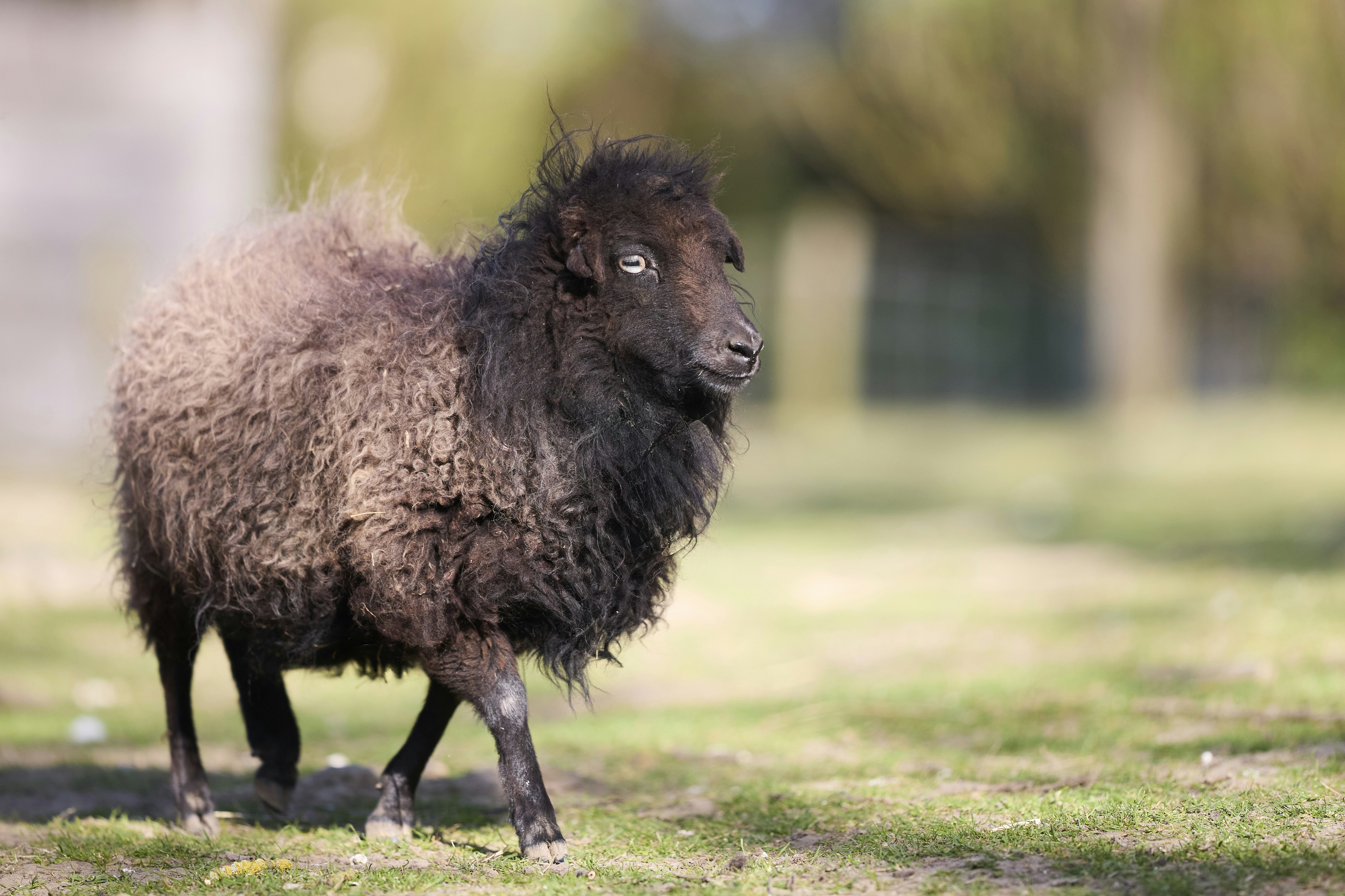 Ein schwarzes Schaf mit dicker Wolle steht auf grünem Gras.