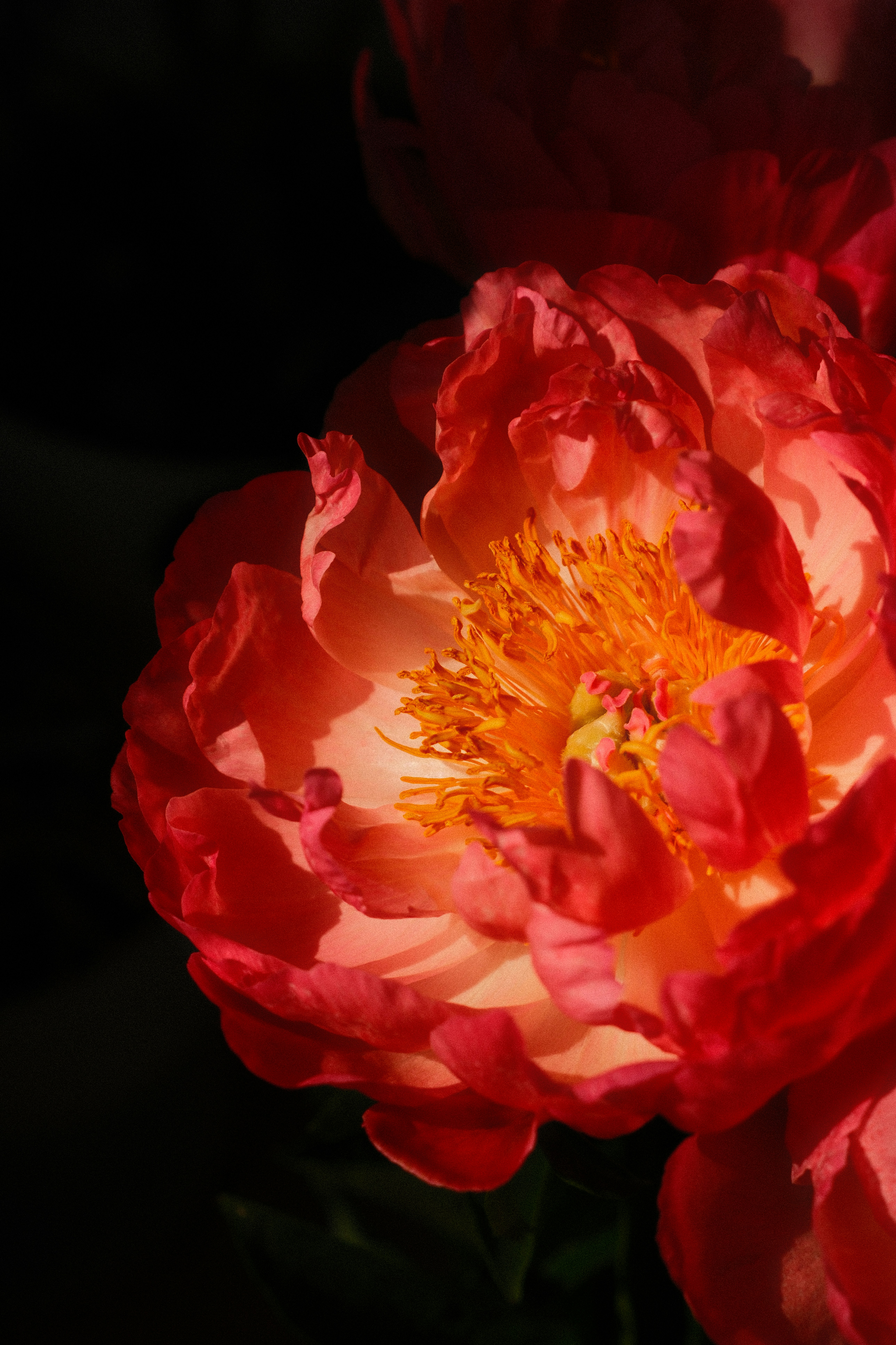 Vibrant red peony flower with yellow center on dark.