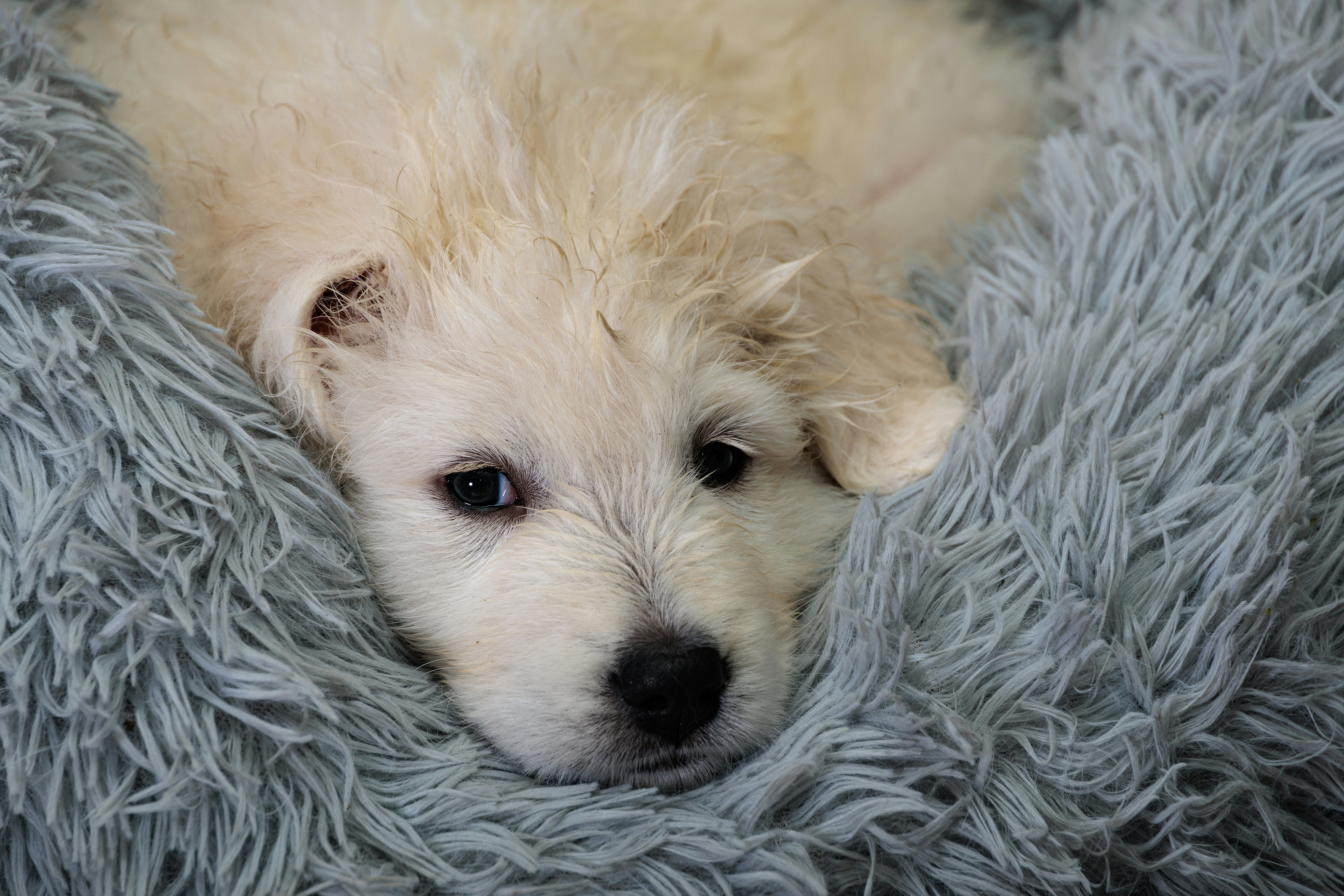 Adorable white puppy relaxing in a cozy blue pet bed.