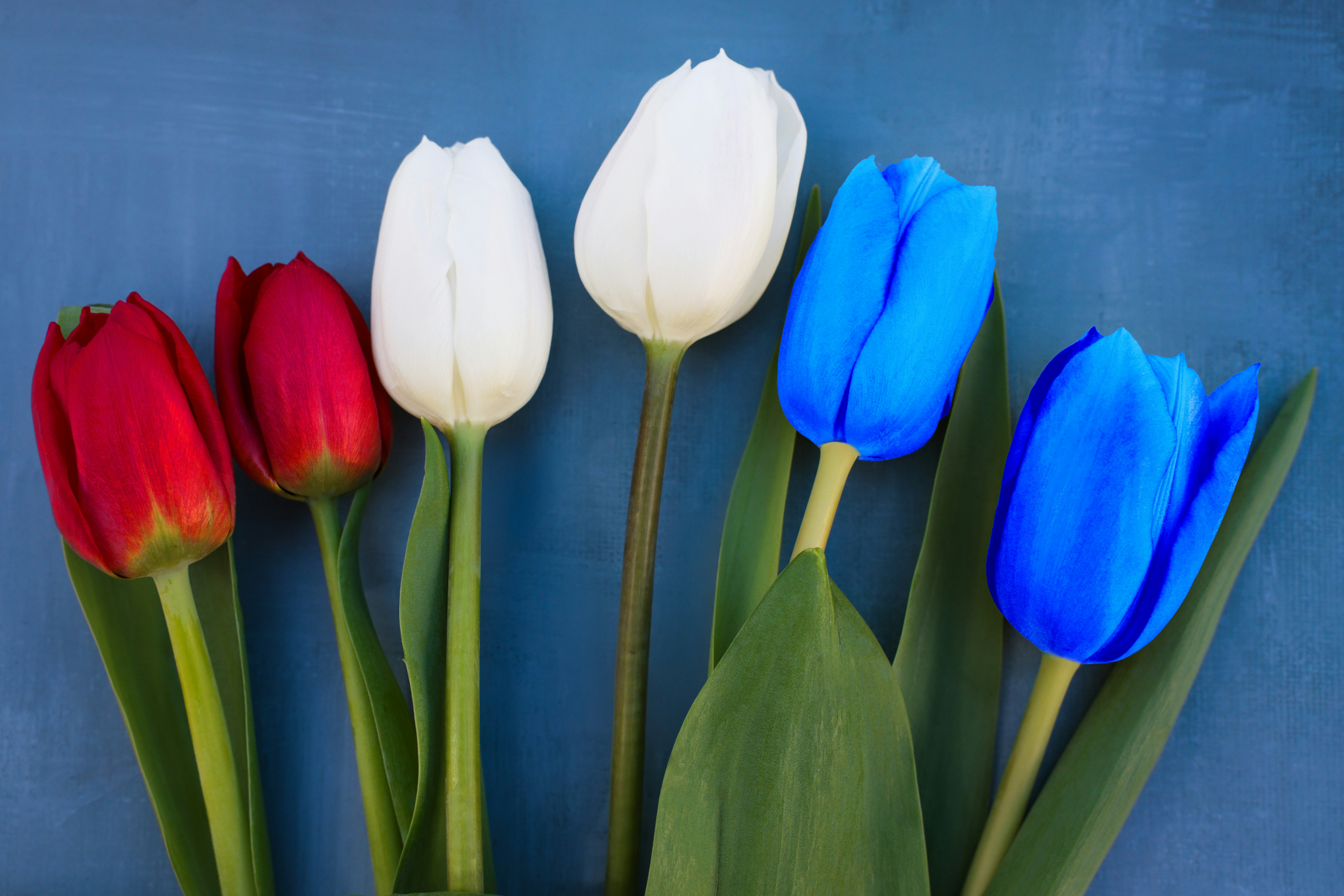 Red, white, and blue tulips on a blue background.