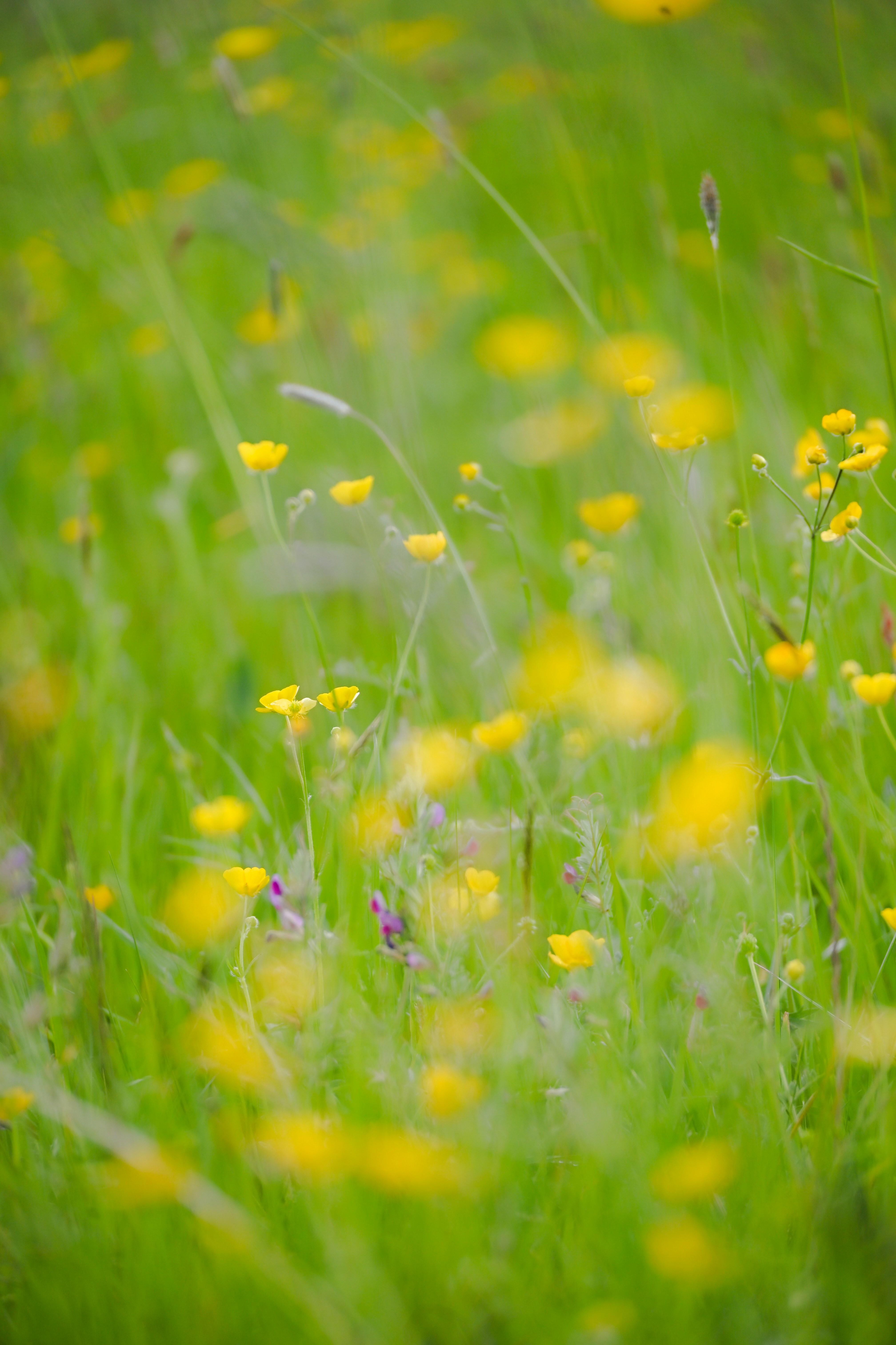 A field of yellow wildflowers and green grass