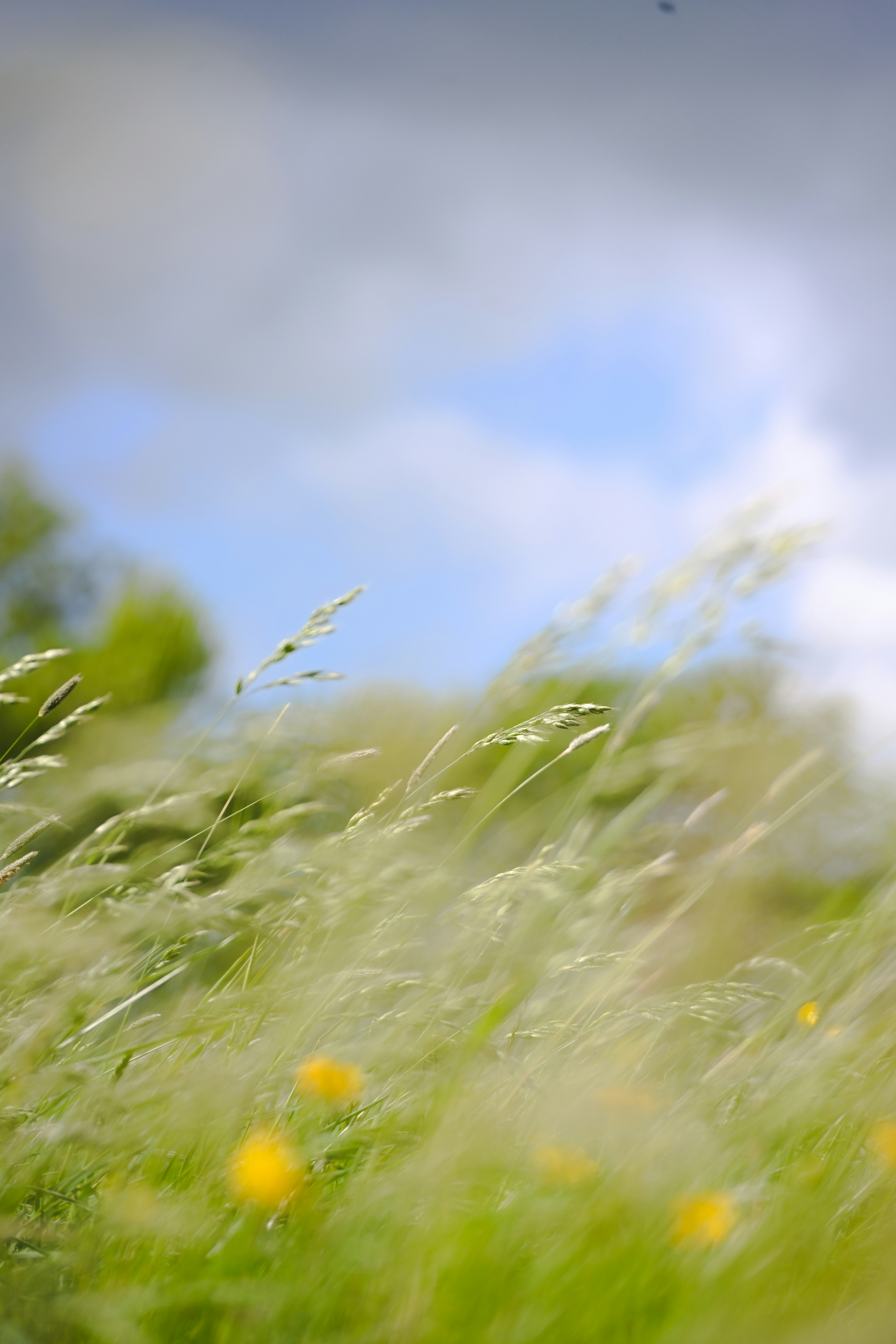Tall grass sways gently with yellow wildflowers in background.