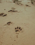 Leopard Paw prints in a river bed at Reubens Choice Bioreserve