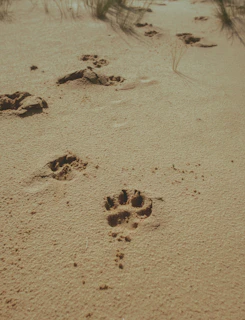 Leopard Paw prints in a river bed at Reubens Choice Bioreserve