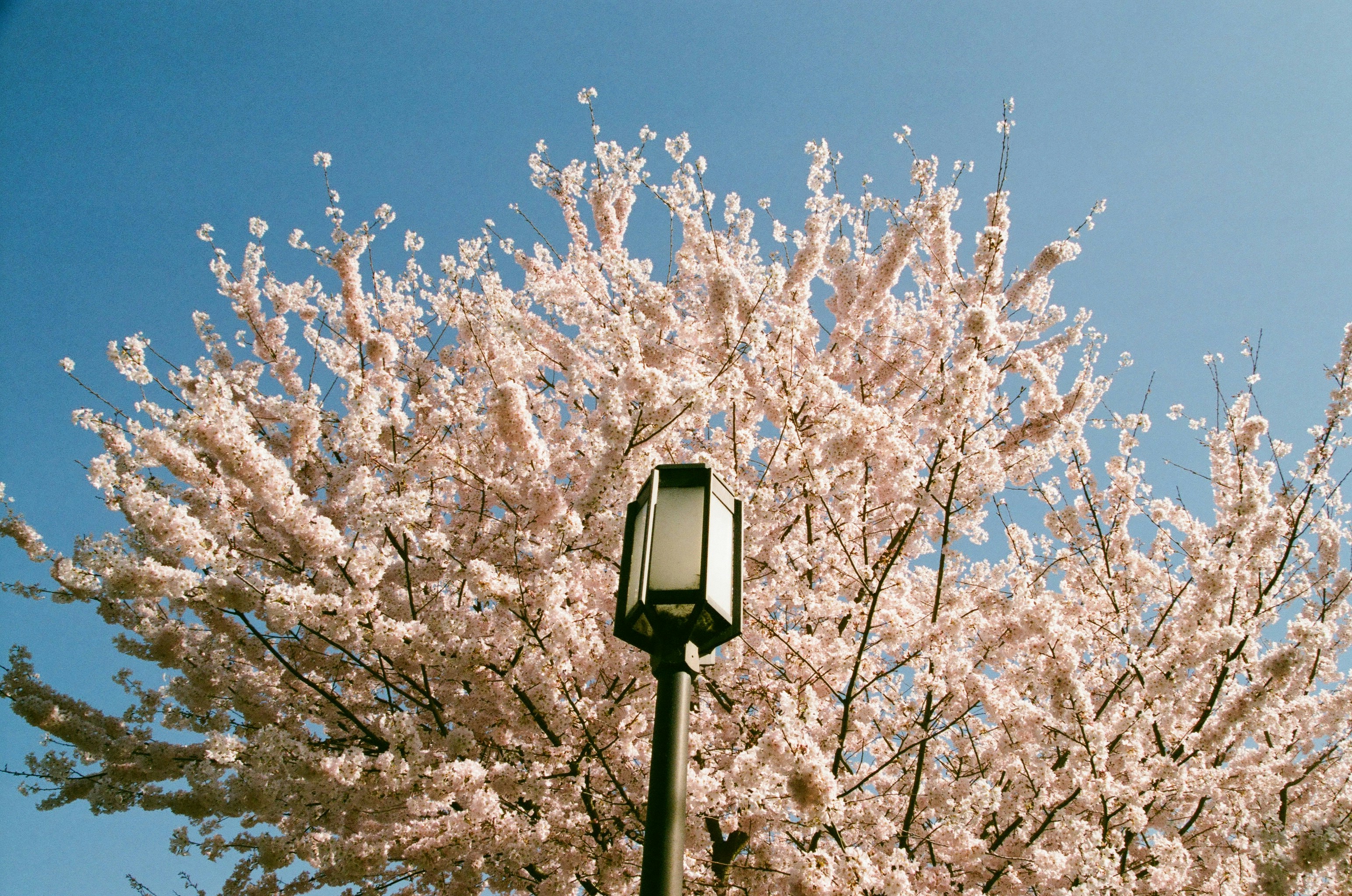 Lampione con fiori di ciliegio contro un cielo azzurro limpido.
