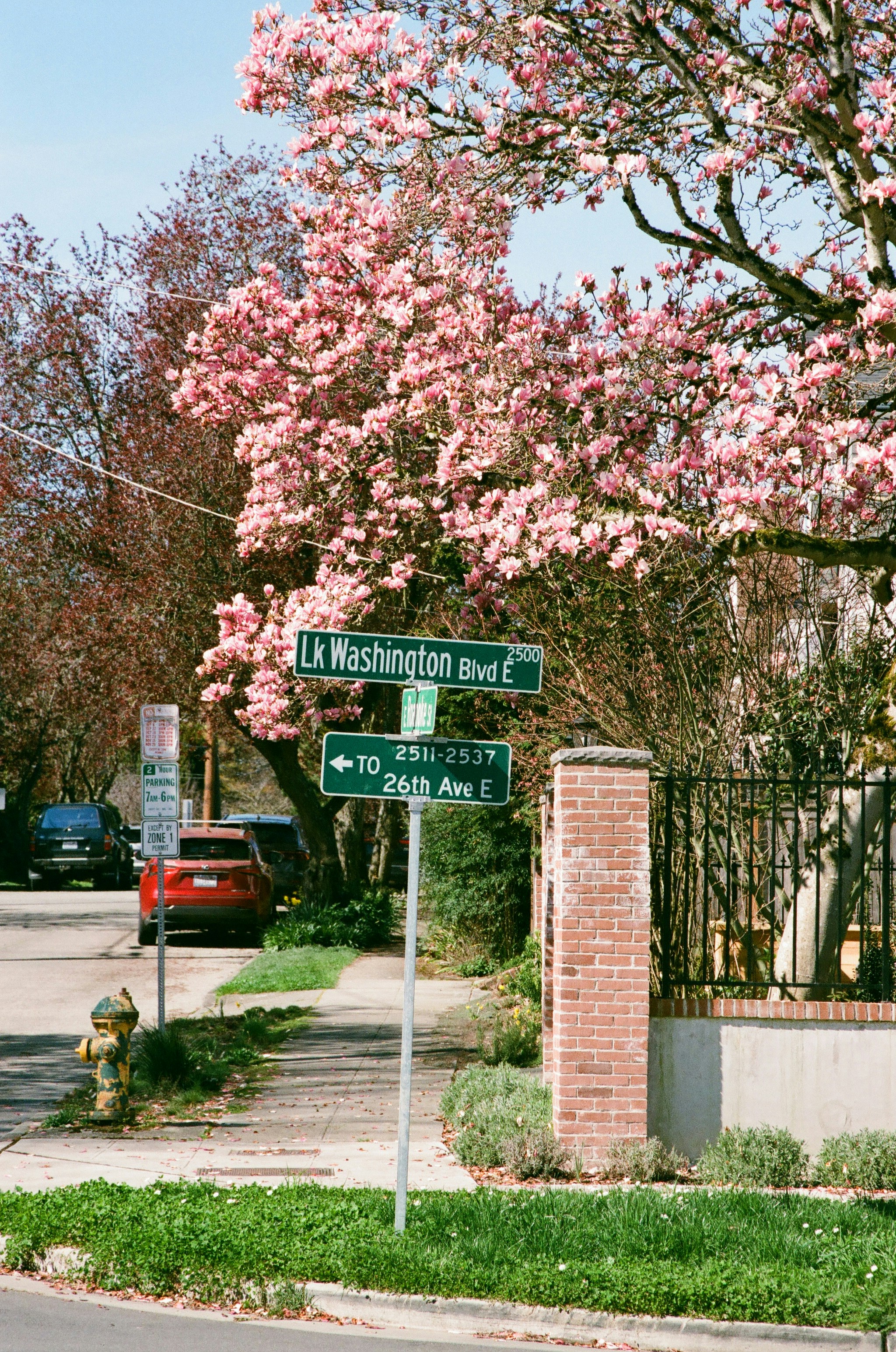 Magnolia rosa fiorisce vicino al cartello stradale