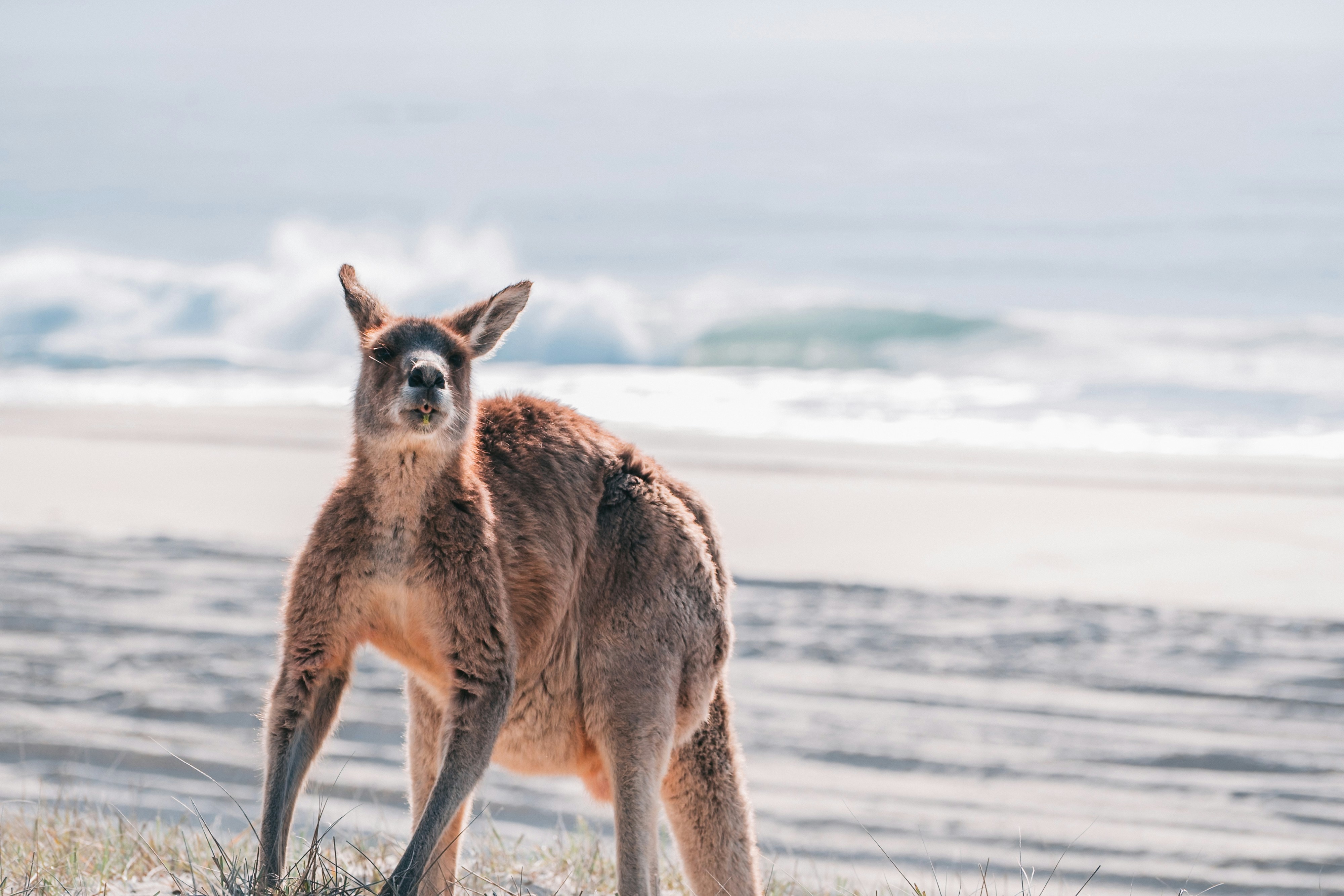 A kangaroo stands on a sandy beach near the ocean.