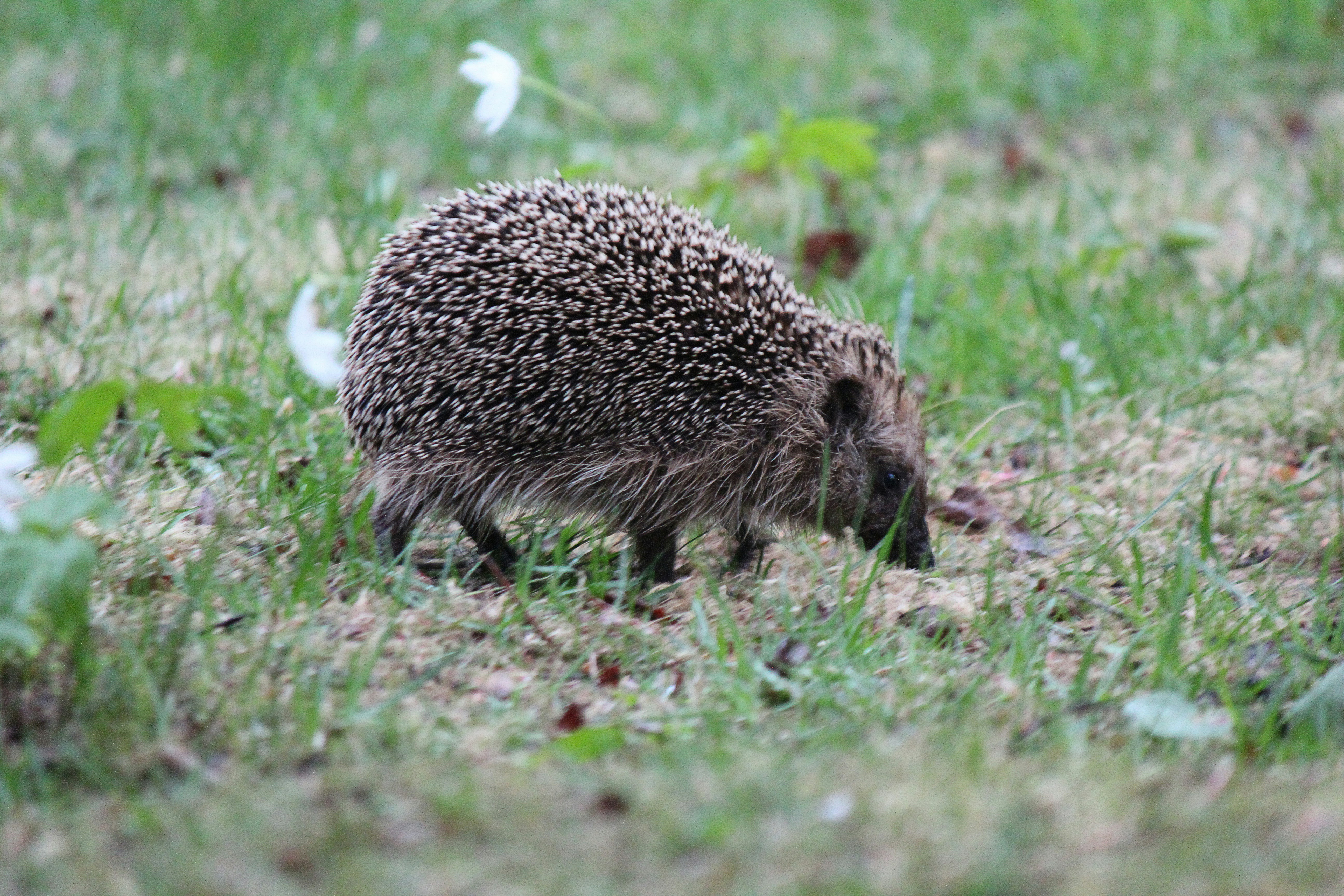 Un erizo buscando comida entre la hierba