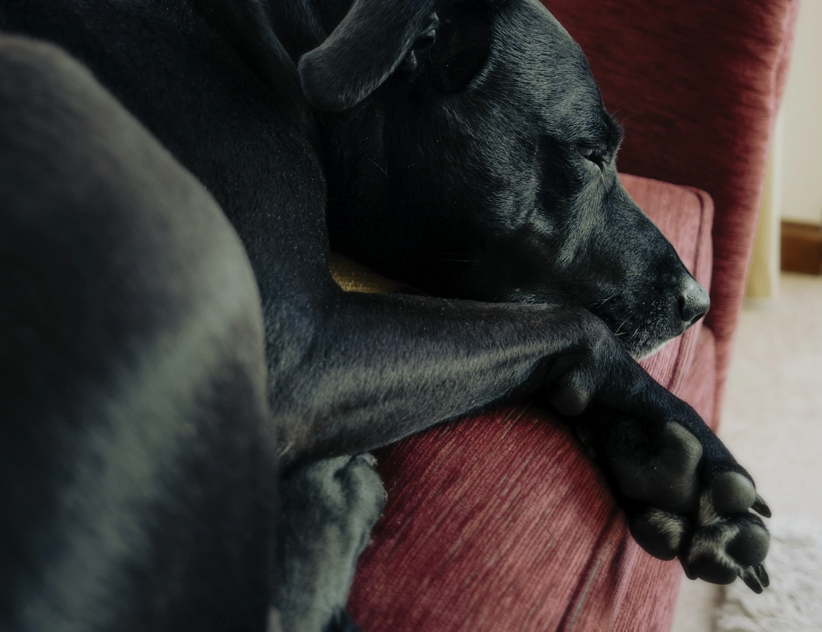 A relaxed dog resting on a soft couch in a warm and comfortable home