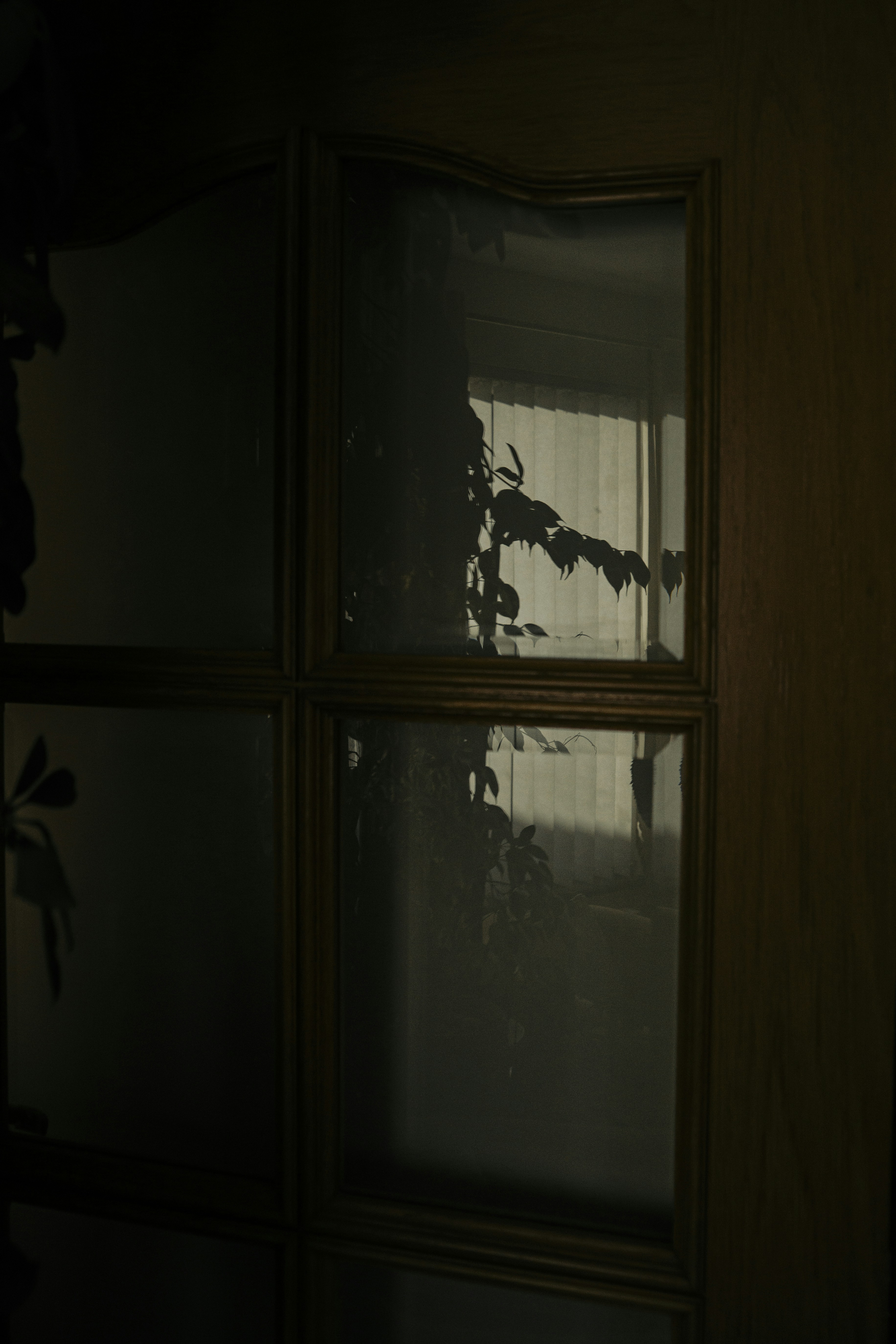 Dark room with a window reflecting plants