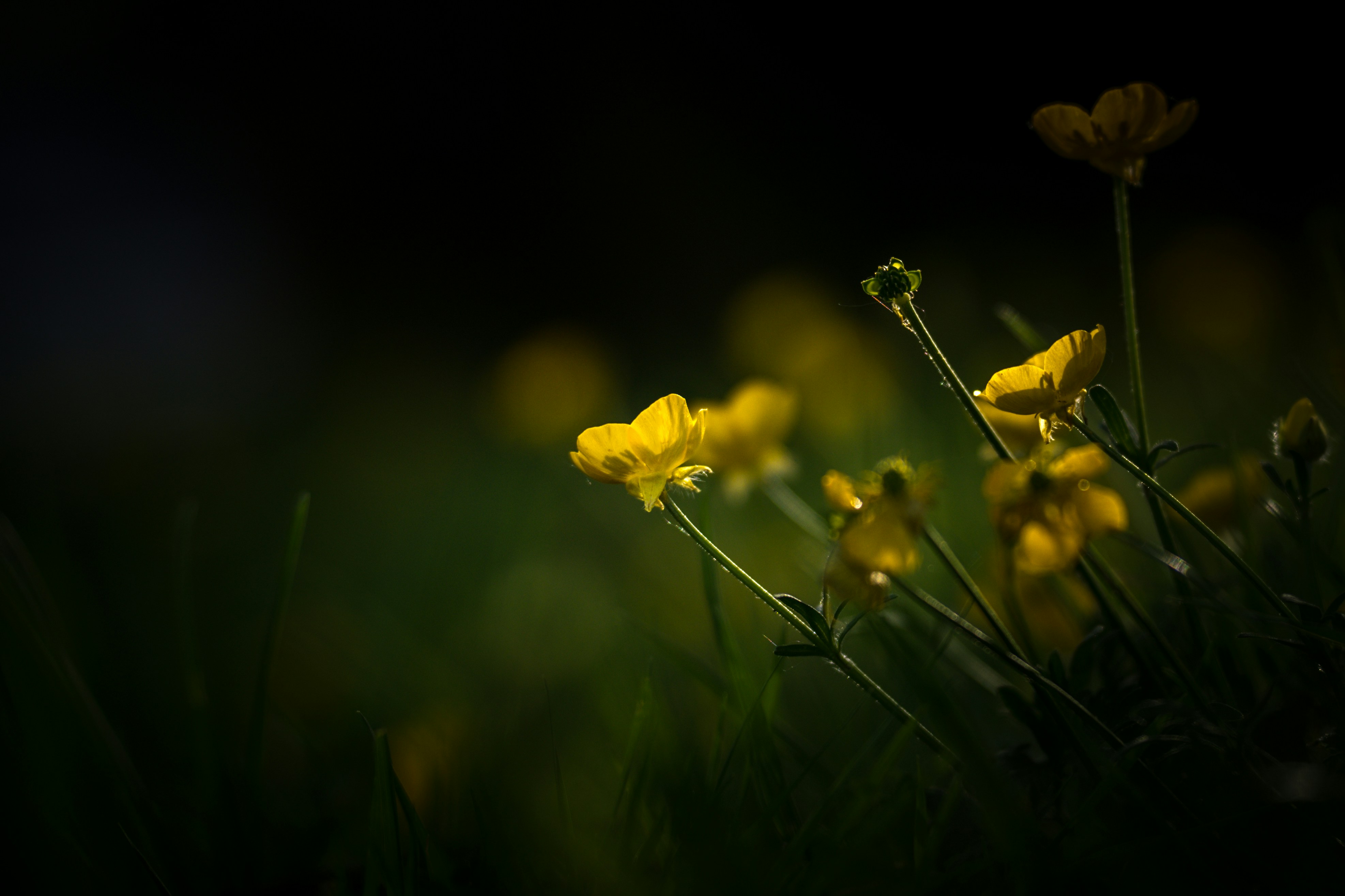 Photo by coombez