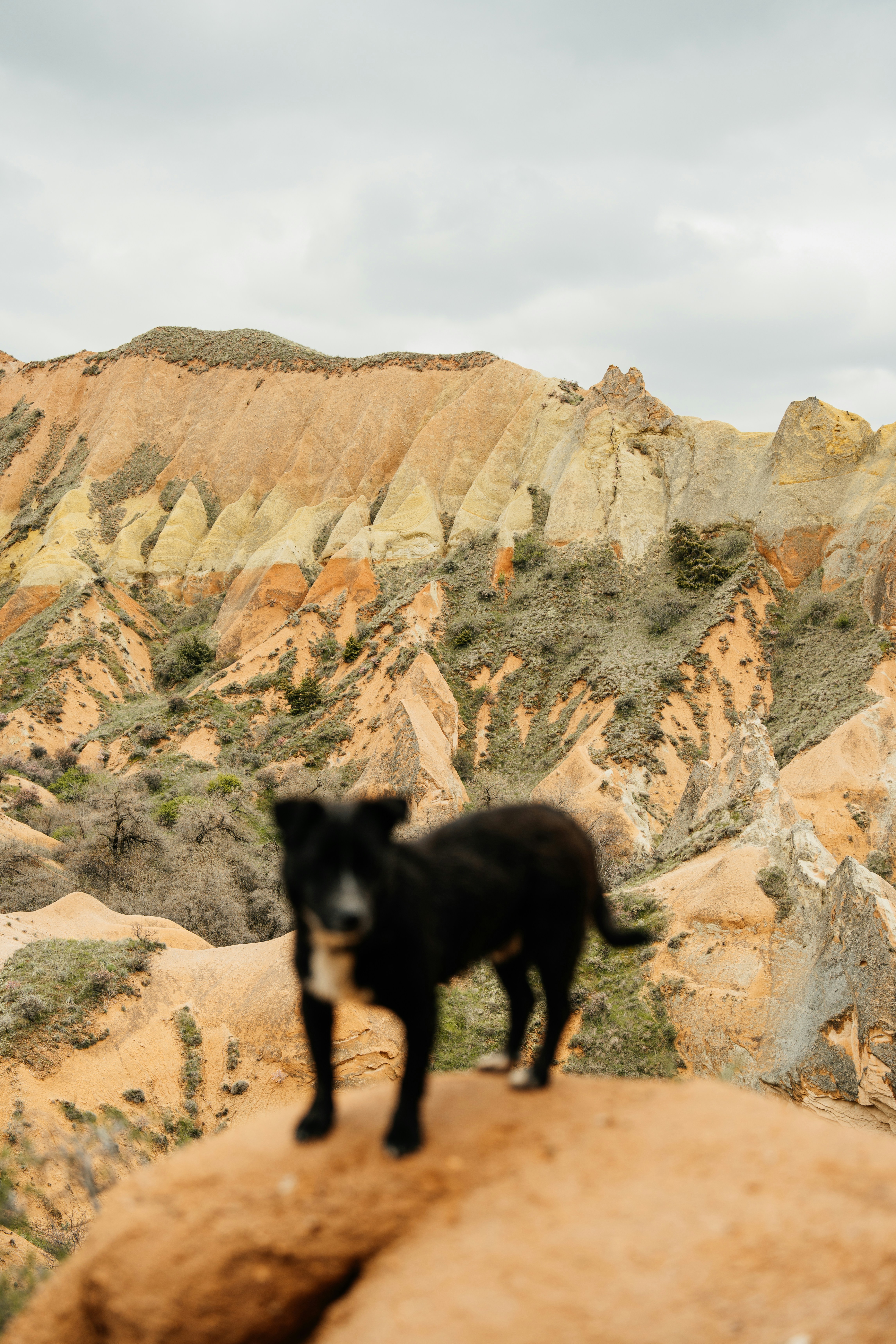 Seekor anjing hitam di atas batu dengan pegunungan berwarna-warni.