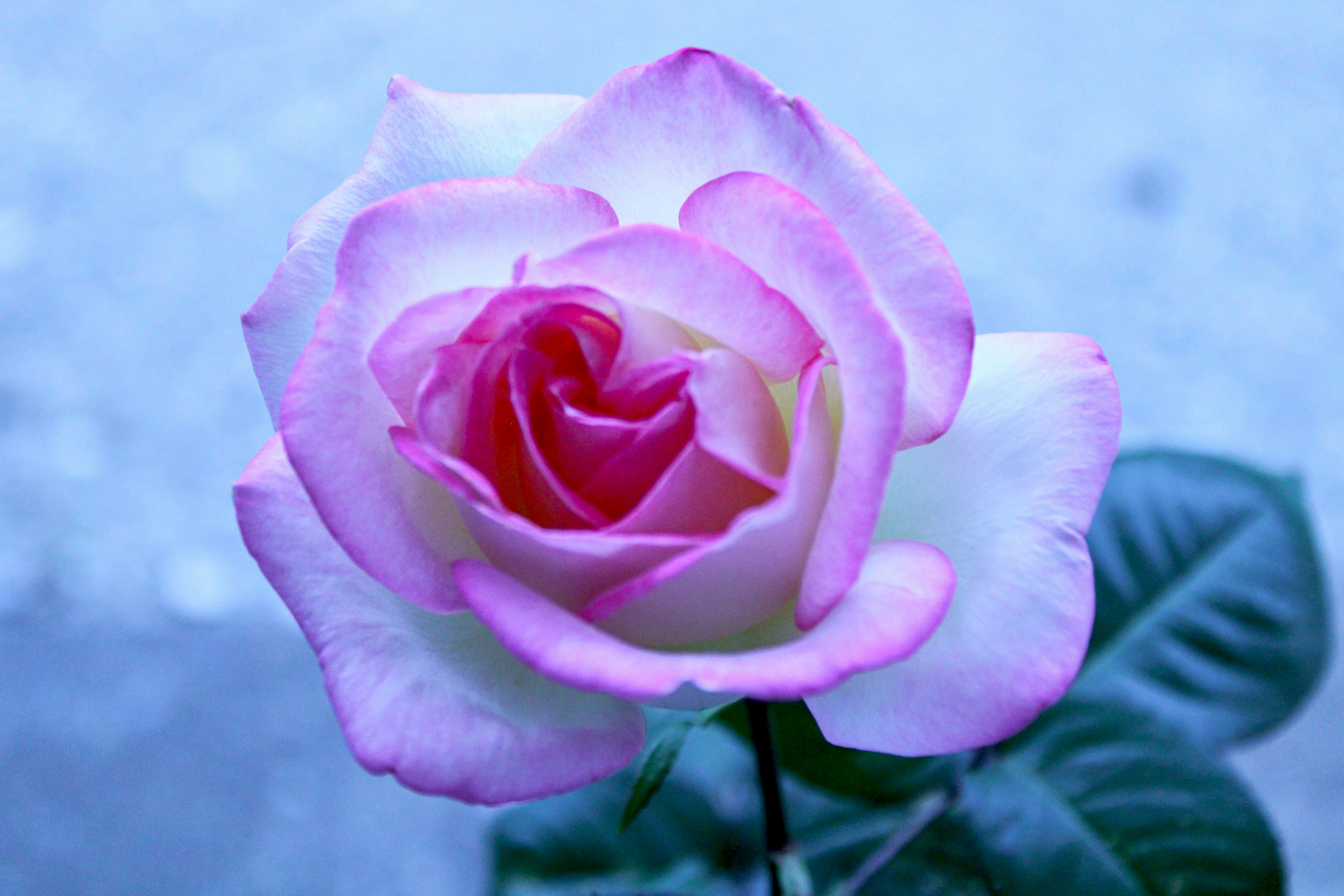 A delicate pink and white rose with a dark background