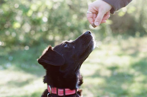 A black dog looks up at a treat.