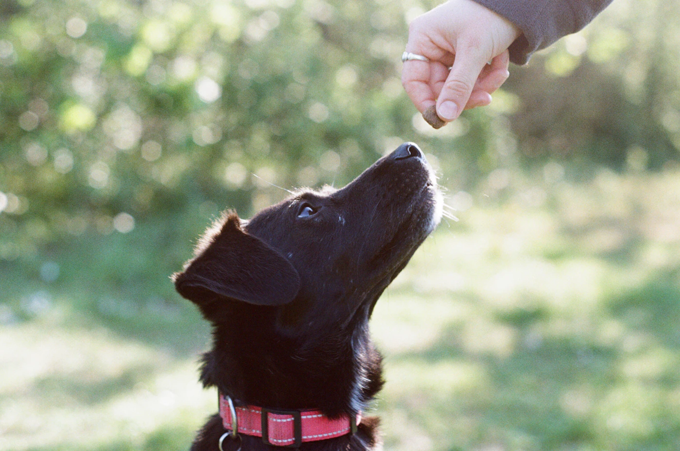 A black dog looking up at a treat