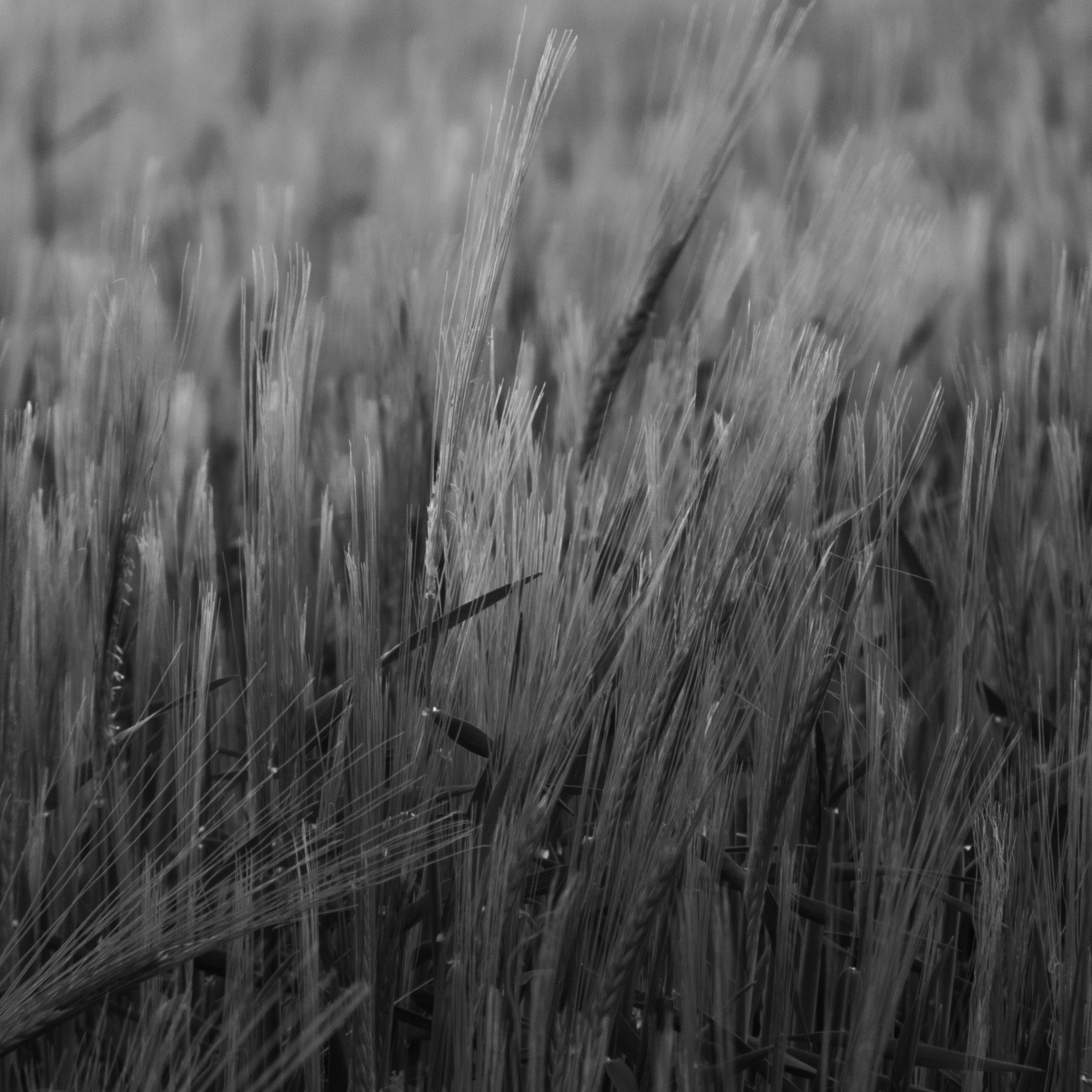 Close-up of wheat stalks swaying in the wind