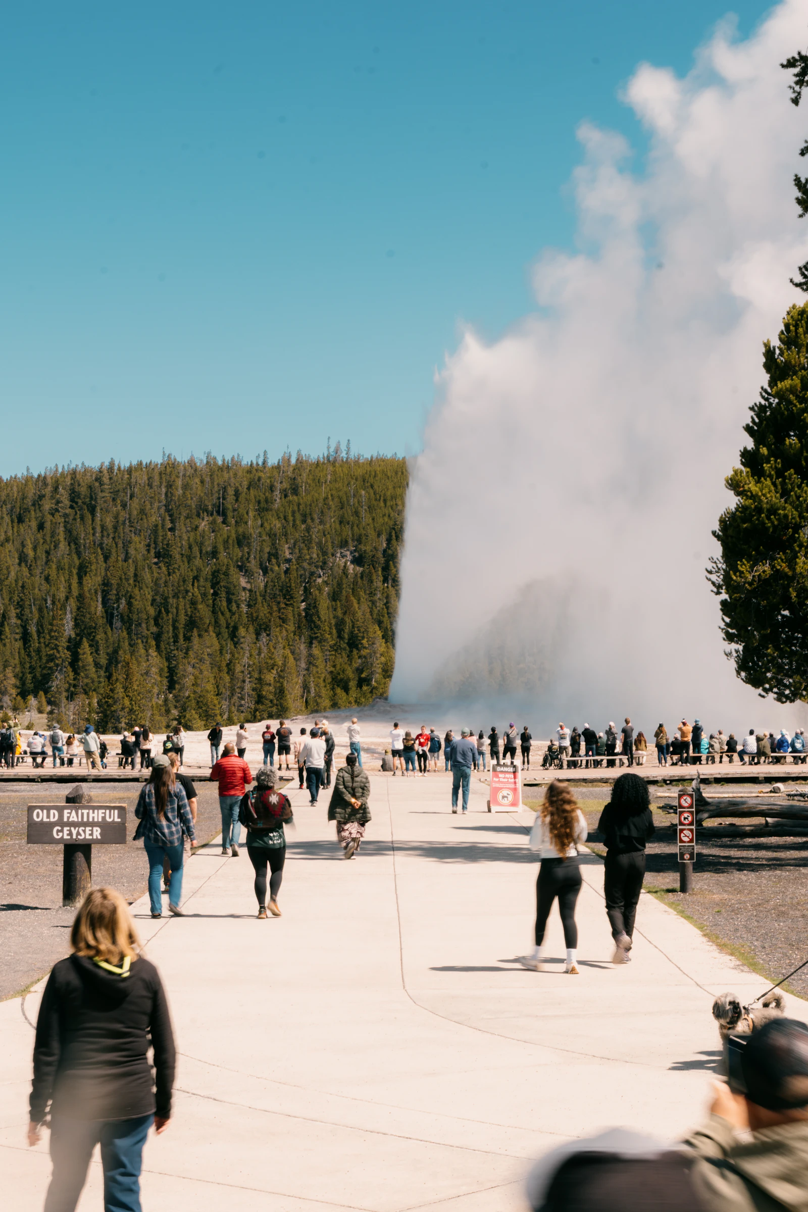 Visitors on the boardwalk watching Old Faithful erupt in Yellowstone National Park