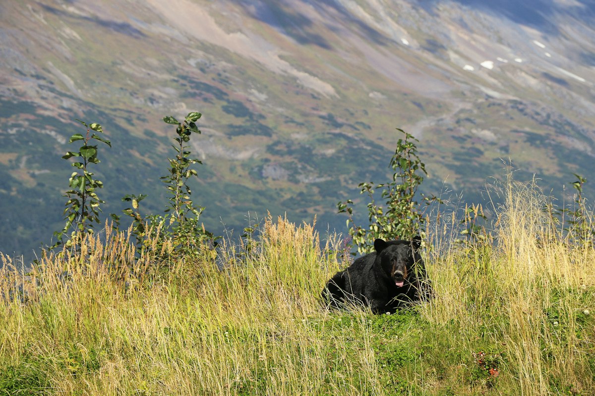 Black bear resting in a mountain meadow