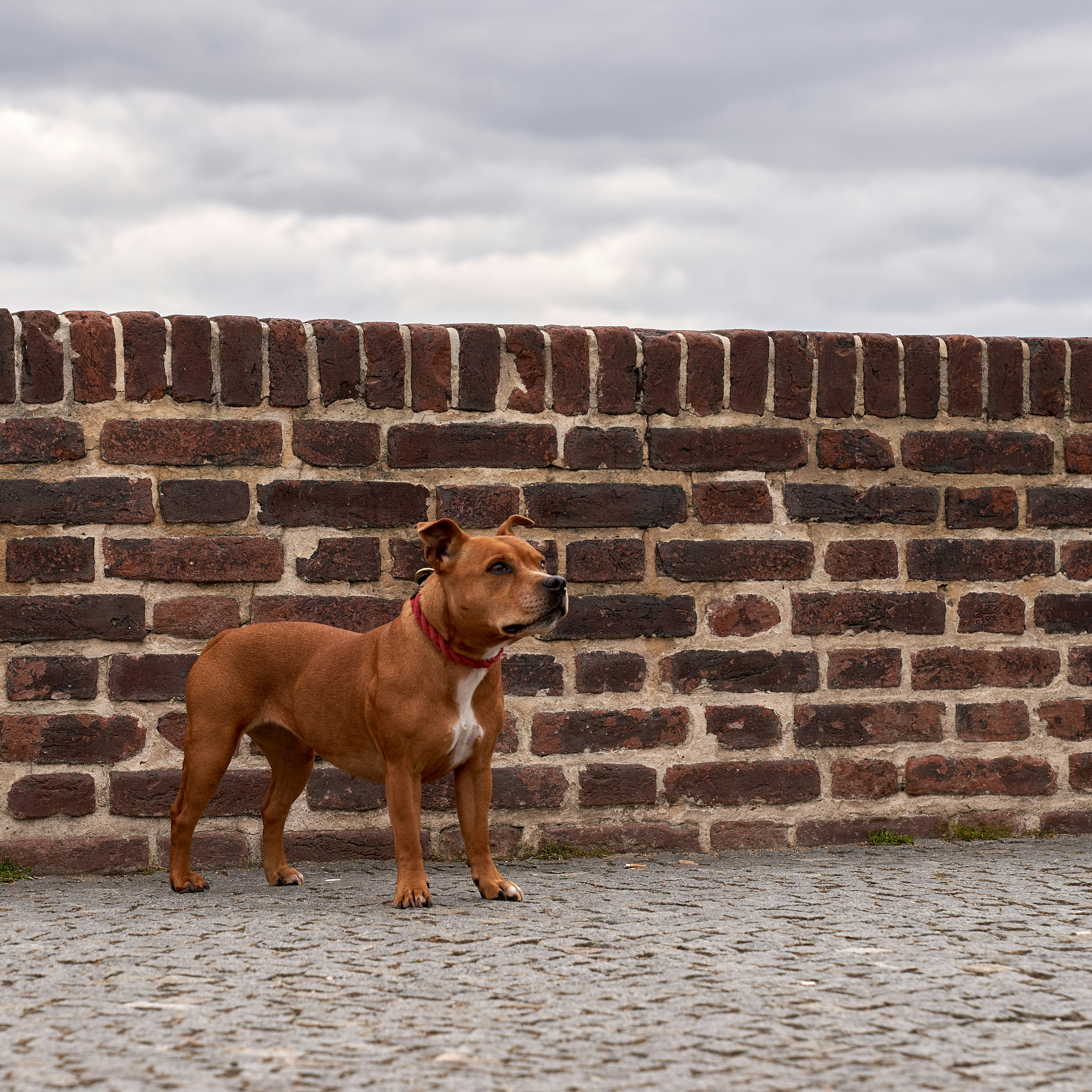 A brown dog stands near a brick wall