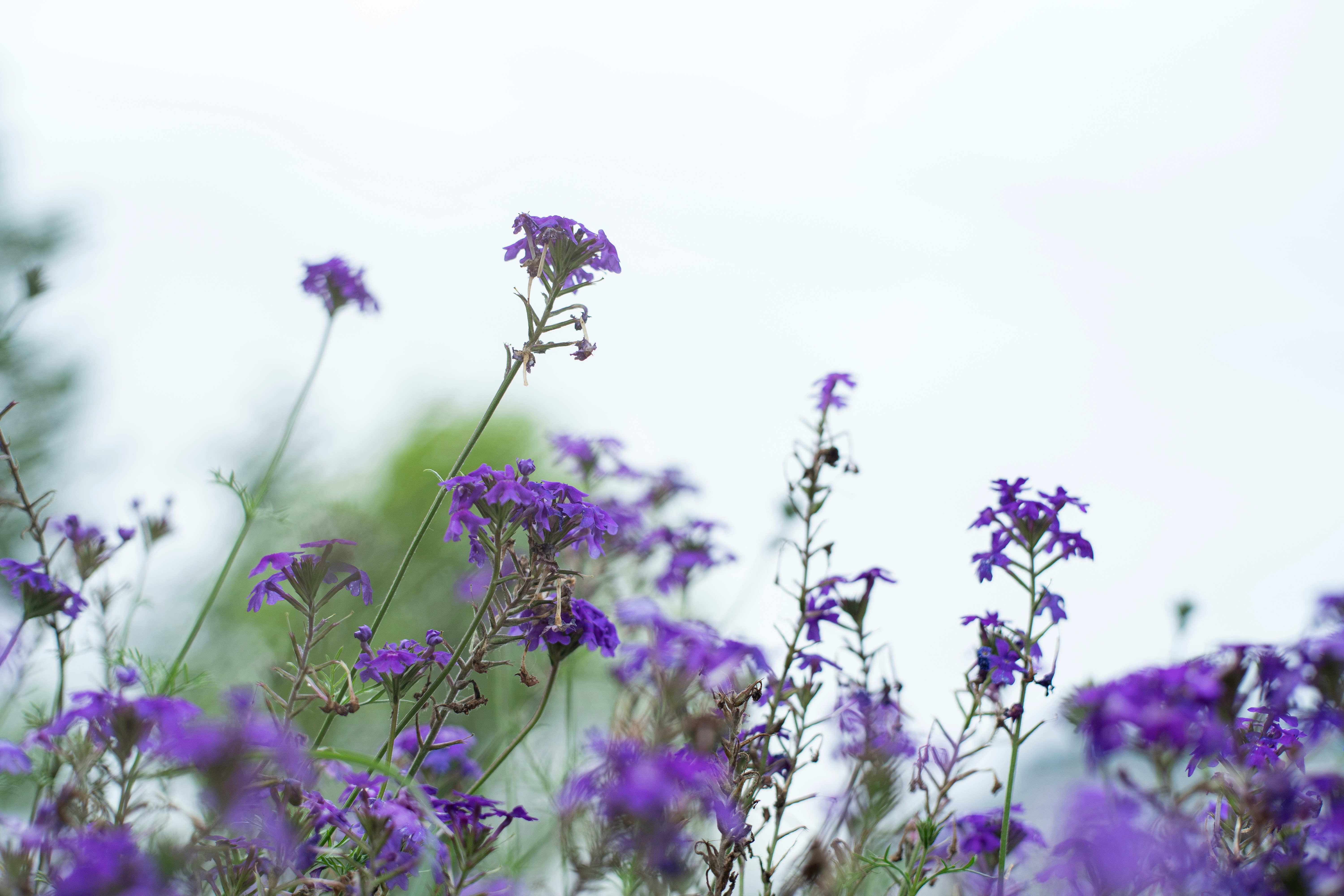 Photo by gchease