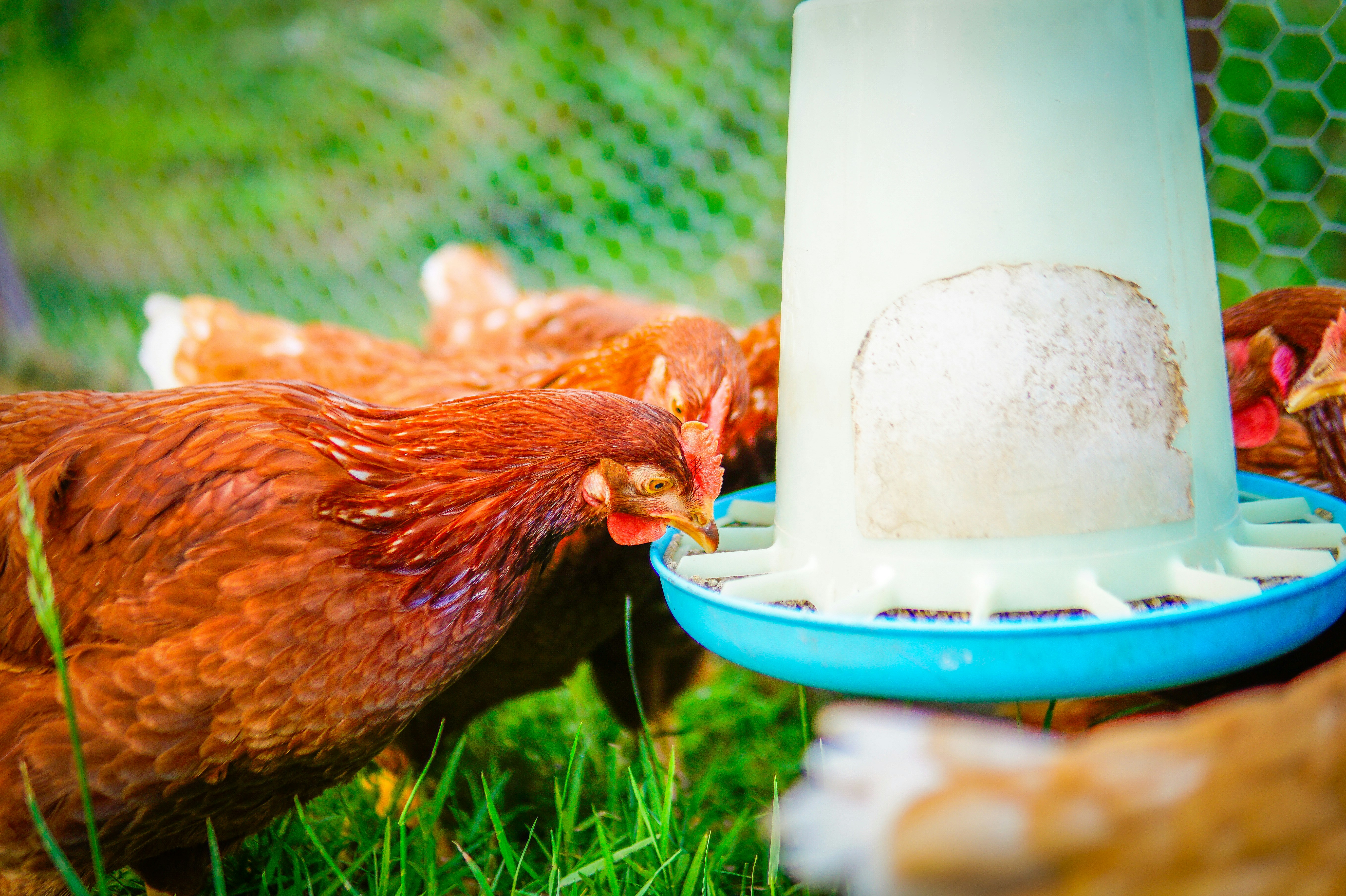 Brown chickens eating from a feeder on a sunny day