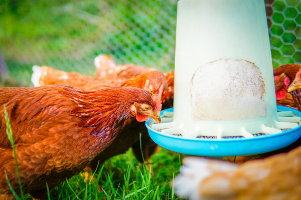 Chickens feeding