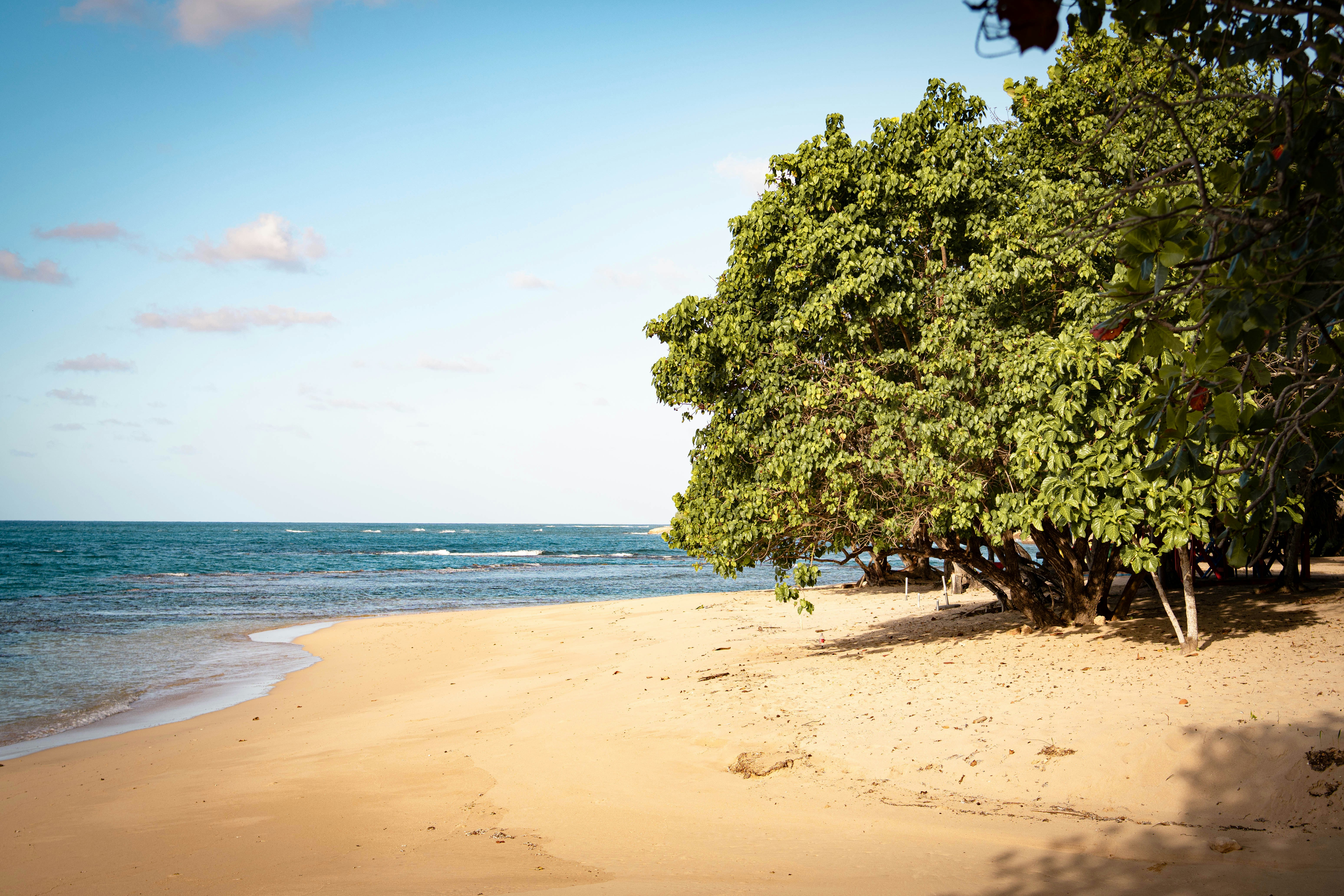 Praia tropical com árvores verdes e um oceano azul calmo.