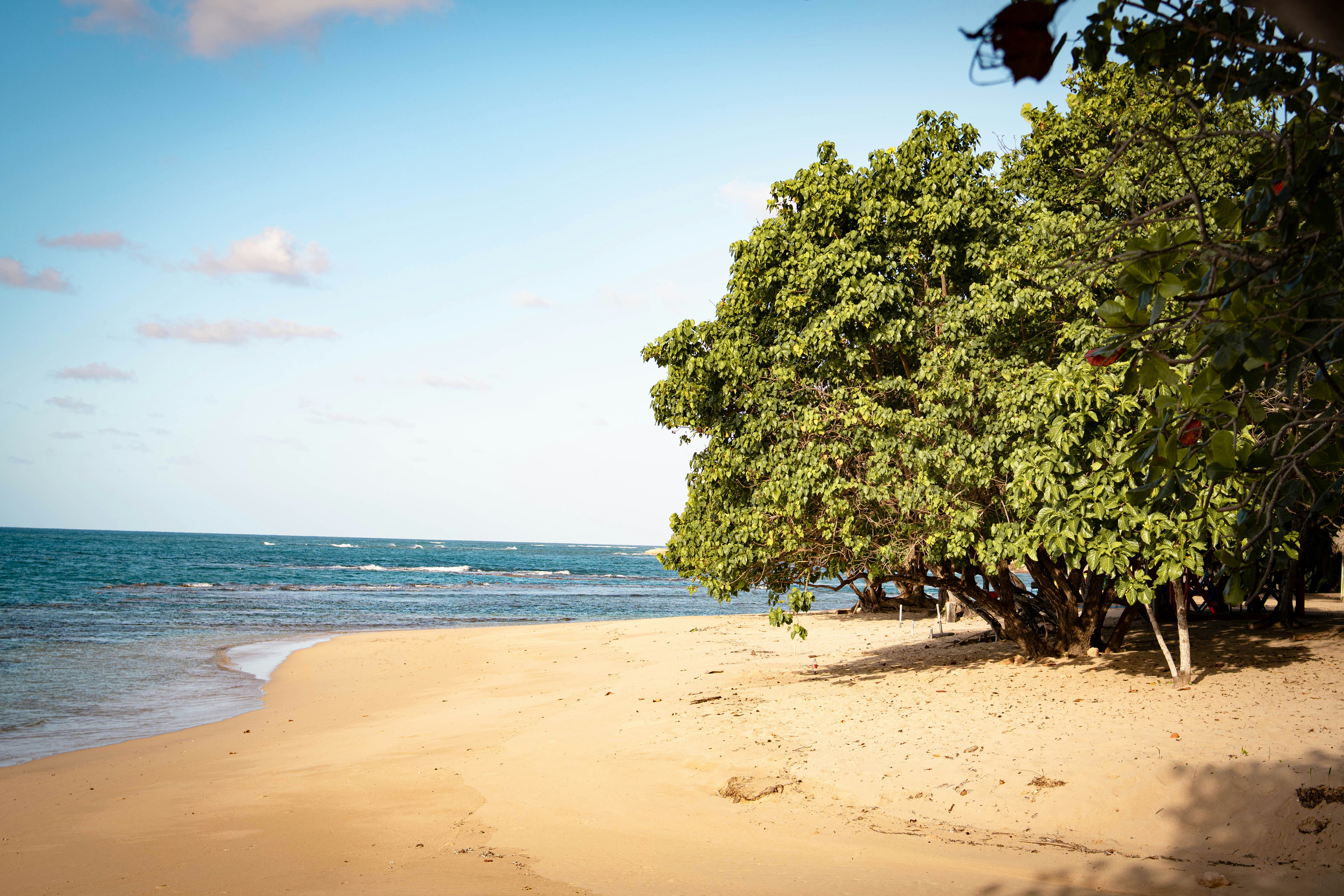 Praia de areia com árvores verdes e ondas do oceano