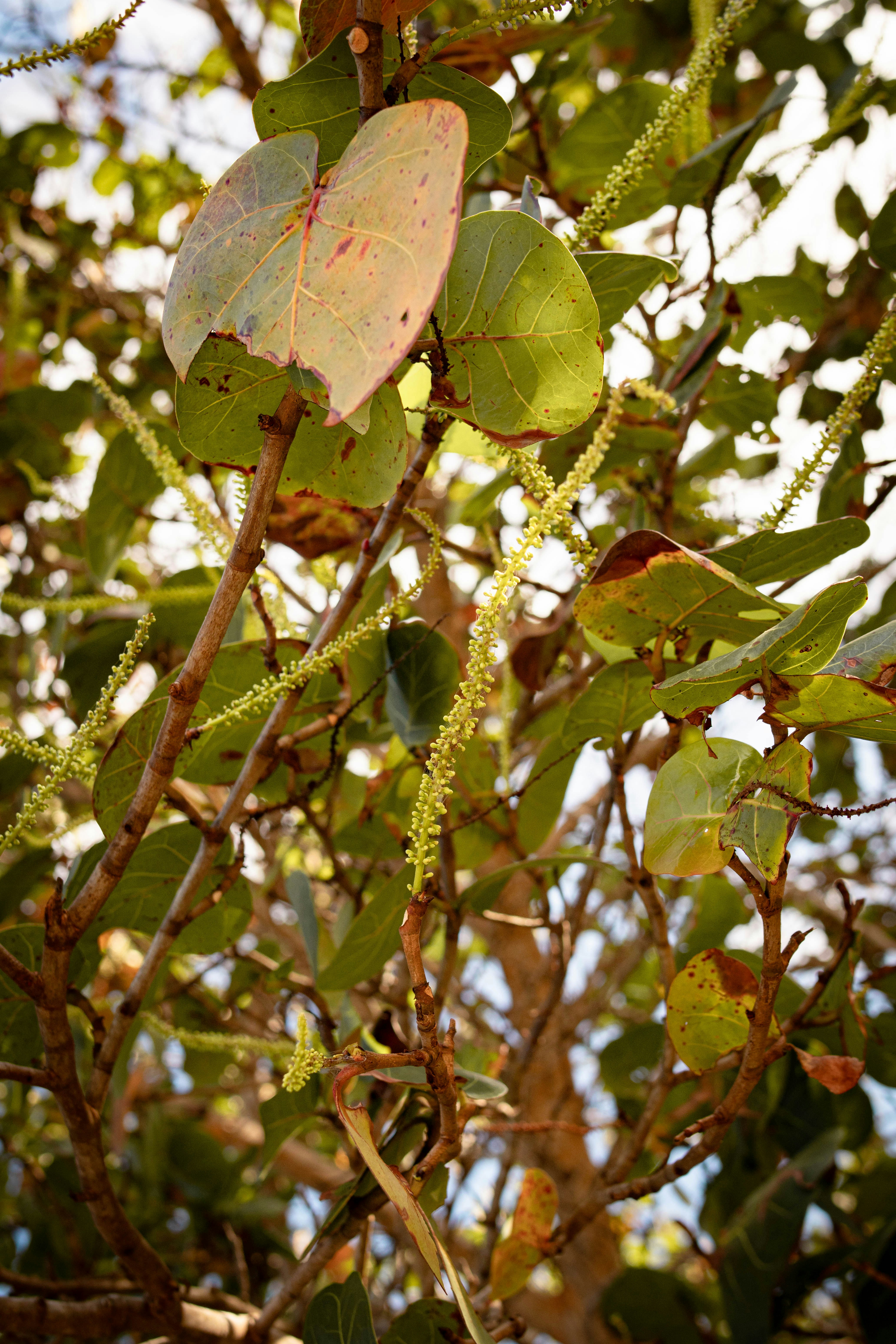 Folhas verdes e galhos de uma árvore contra o céu