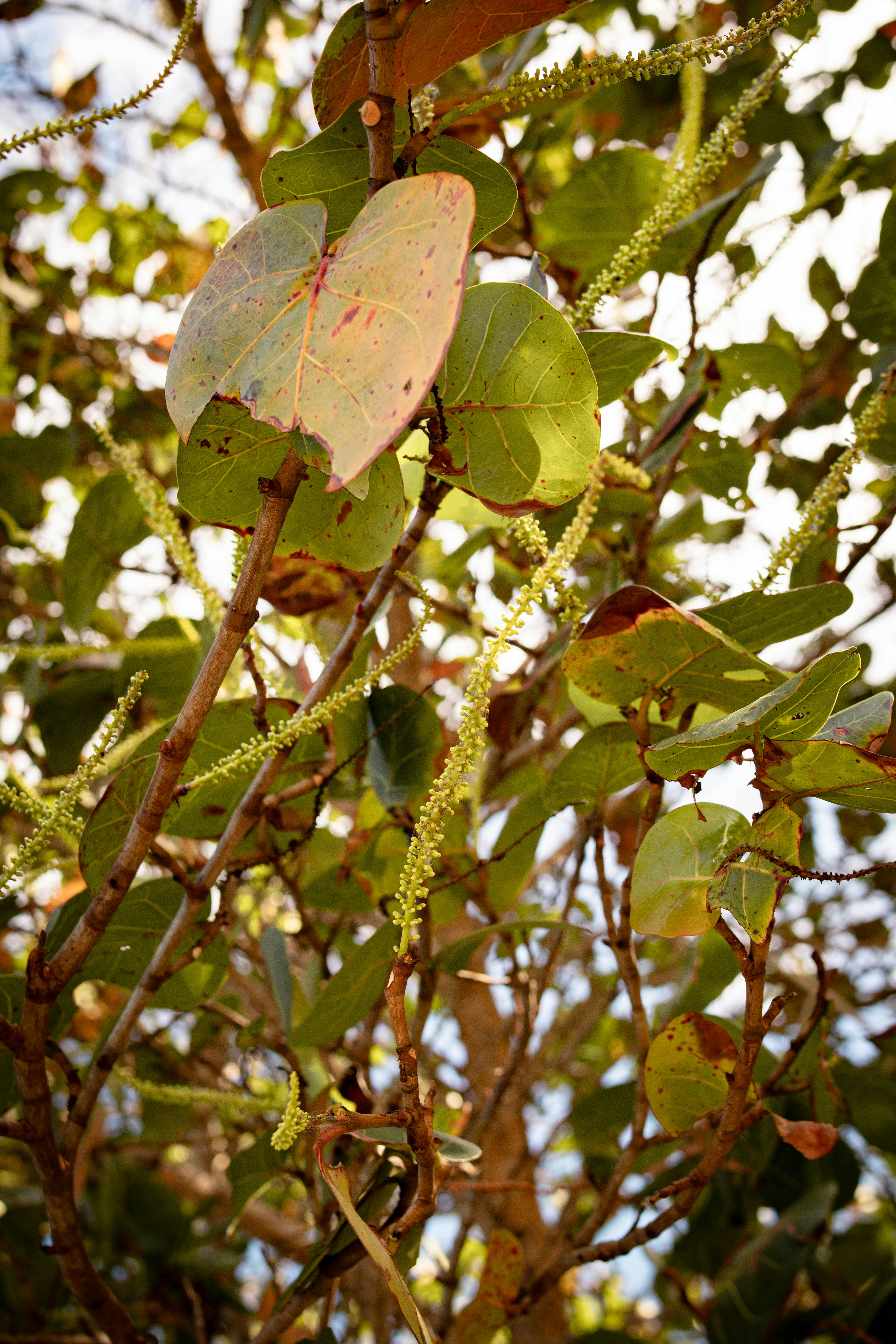 Folhas verdes e galhos de uma uveira-do-mar.