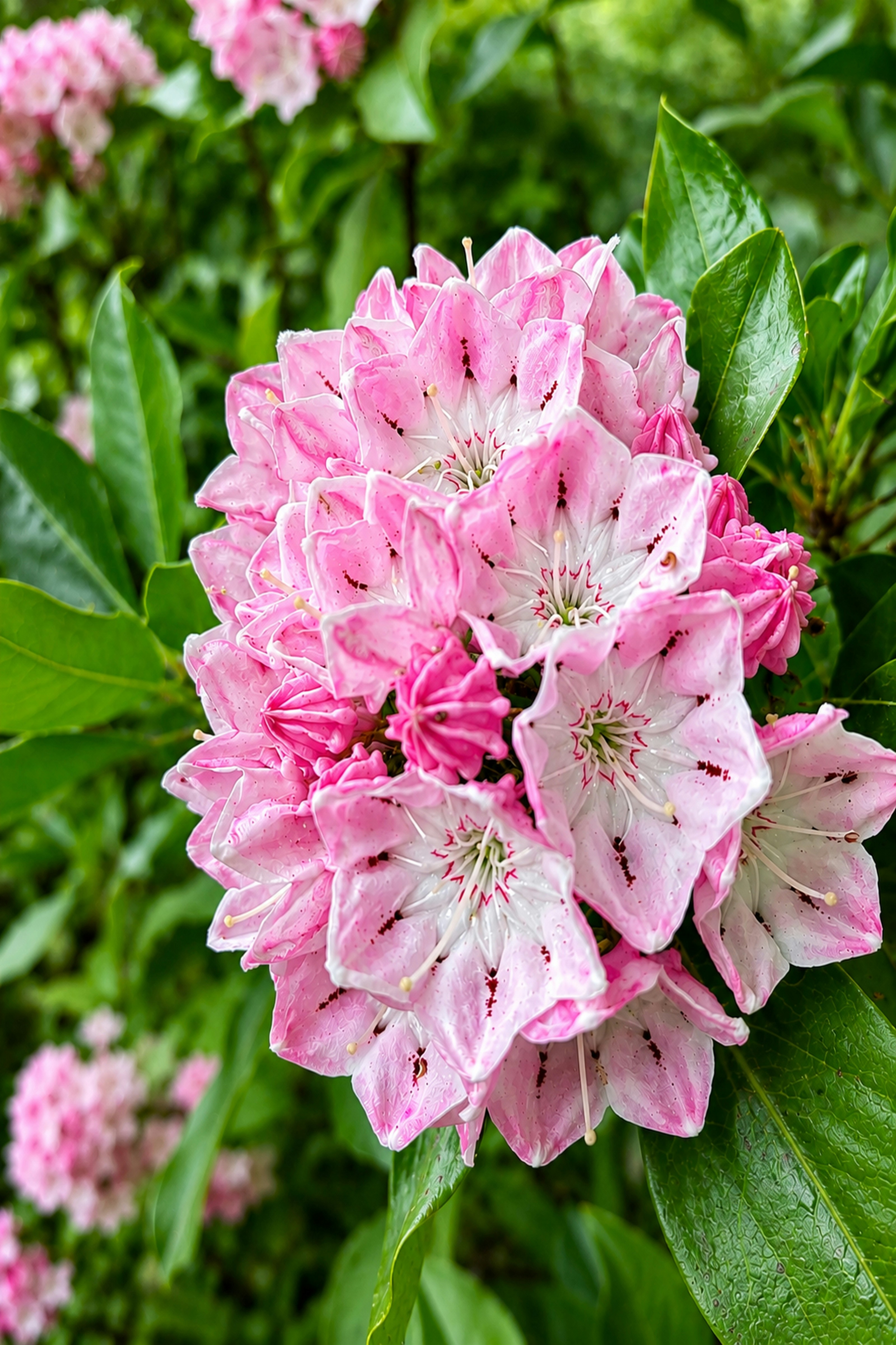 Cacho de flores de loureiro-da-montanha rosa e branca